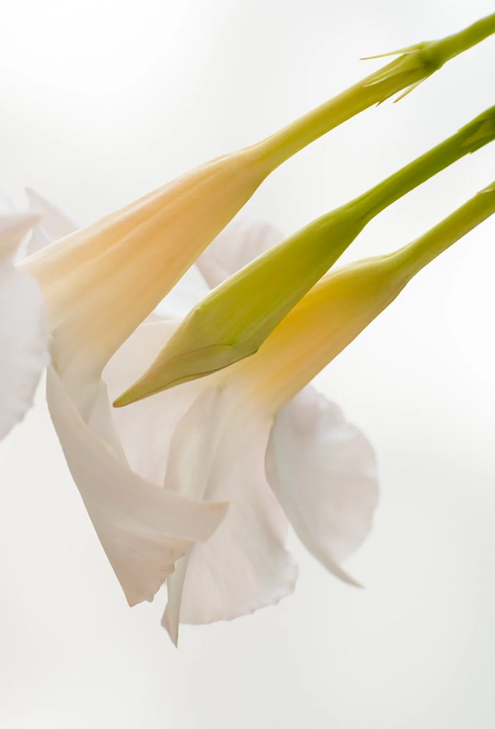 Close-up of white and light green calla lily flowers with white background.