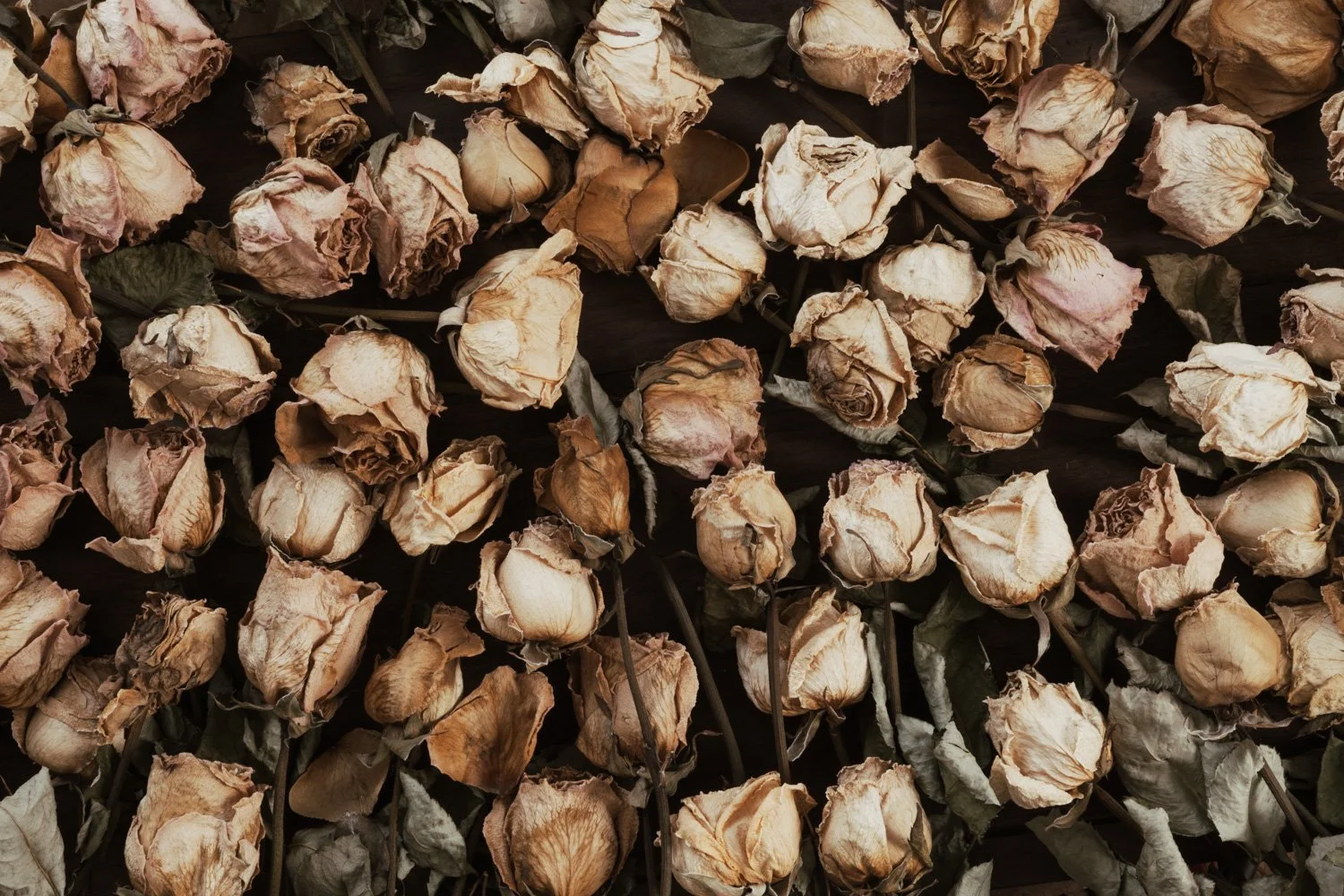 A collection of dried, withered roses in shades of beige and brown, overlapping each other.