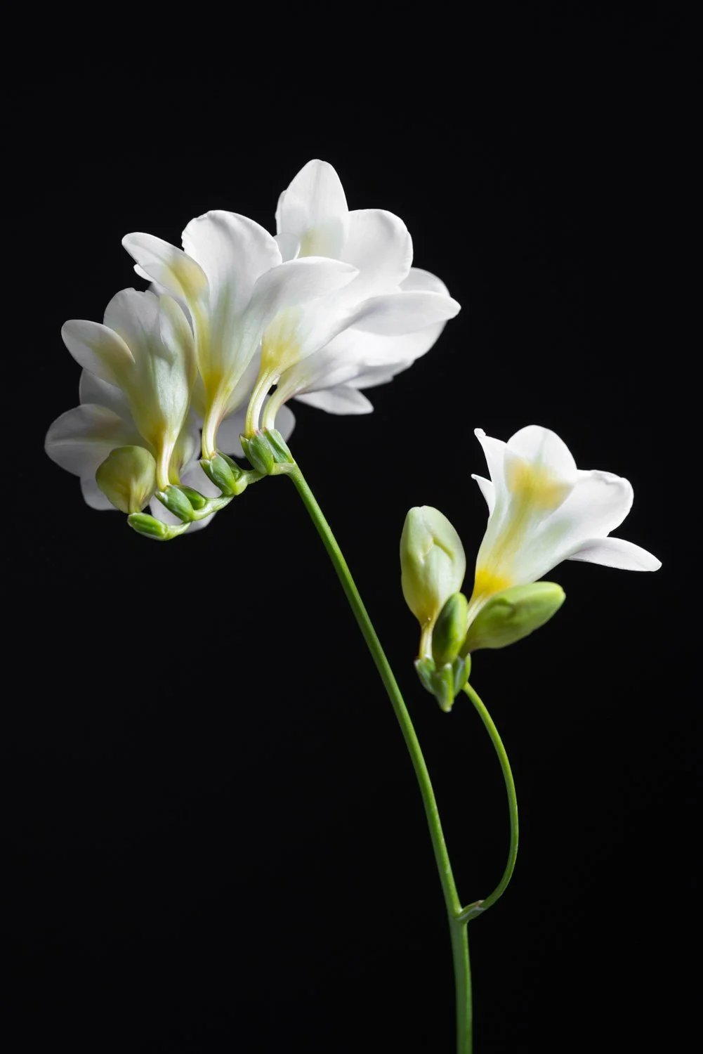 Close-up of white flowers with light yellow accents on a black background.