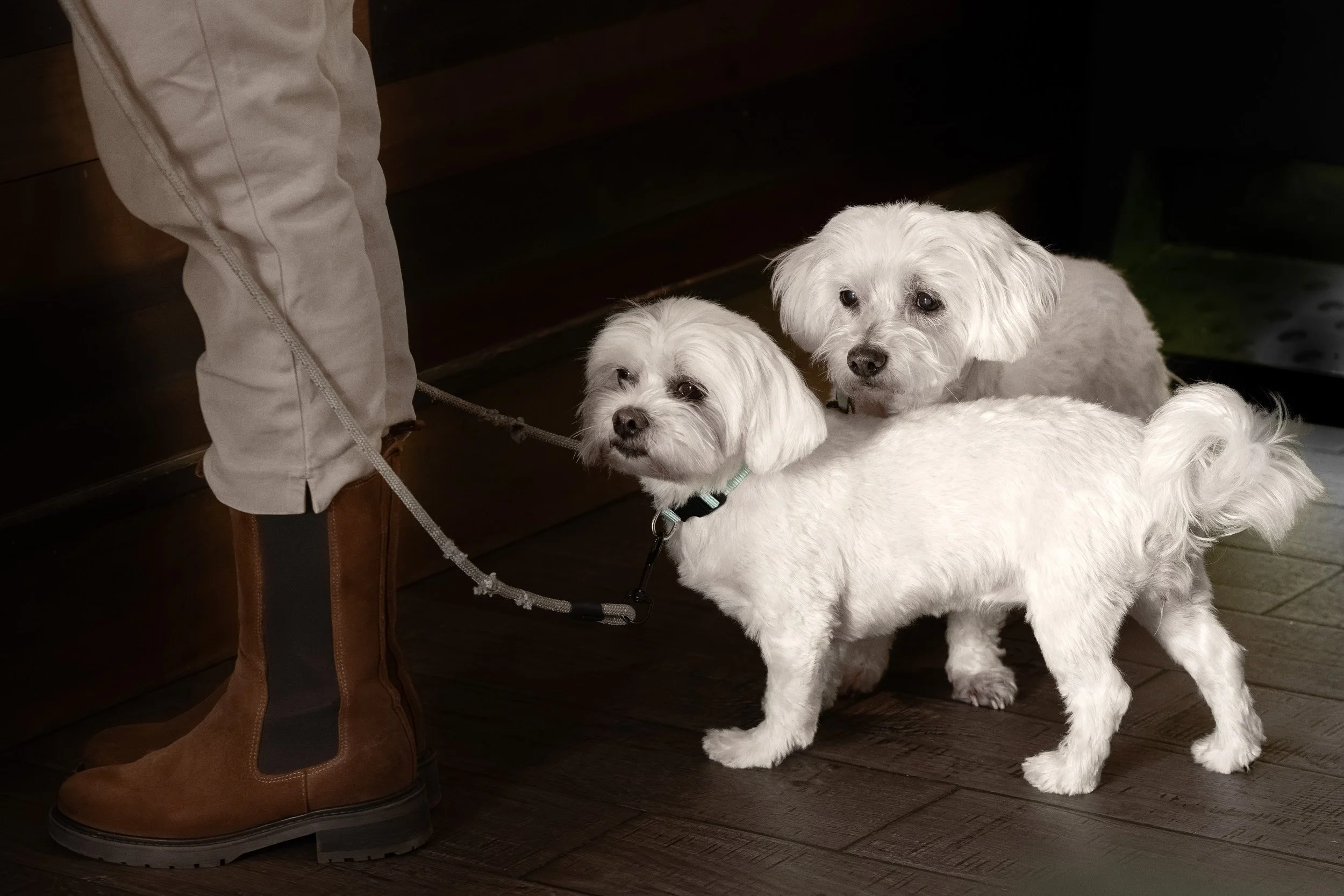Two small white dogs with floppy ears standing on a dark wooden floor, one looking directly at the camera and the other looking slightly to the side. A person wearing brown boots and beige pants is standing nearby, holding the dogs on leashes.