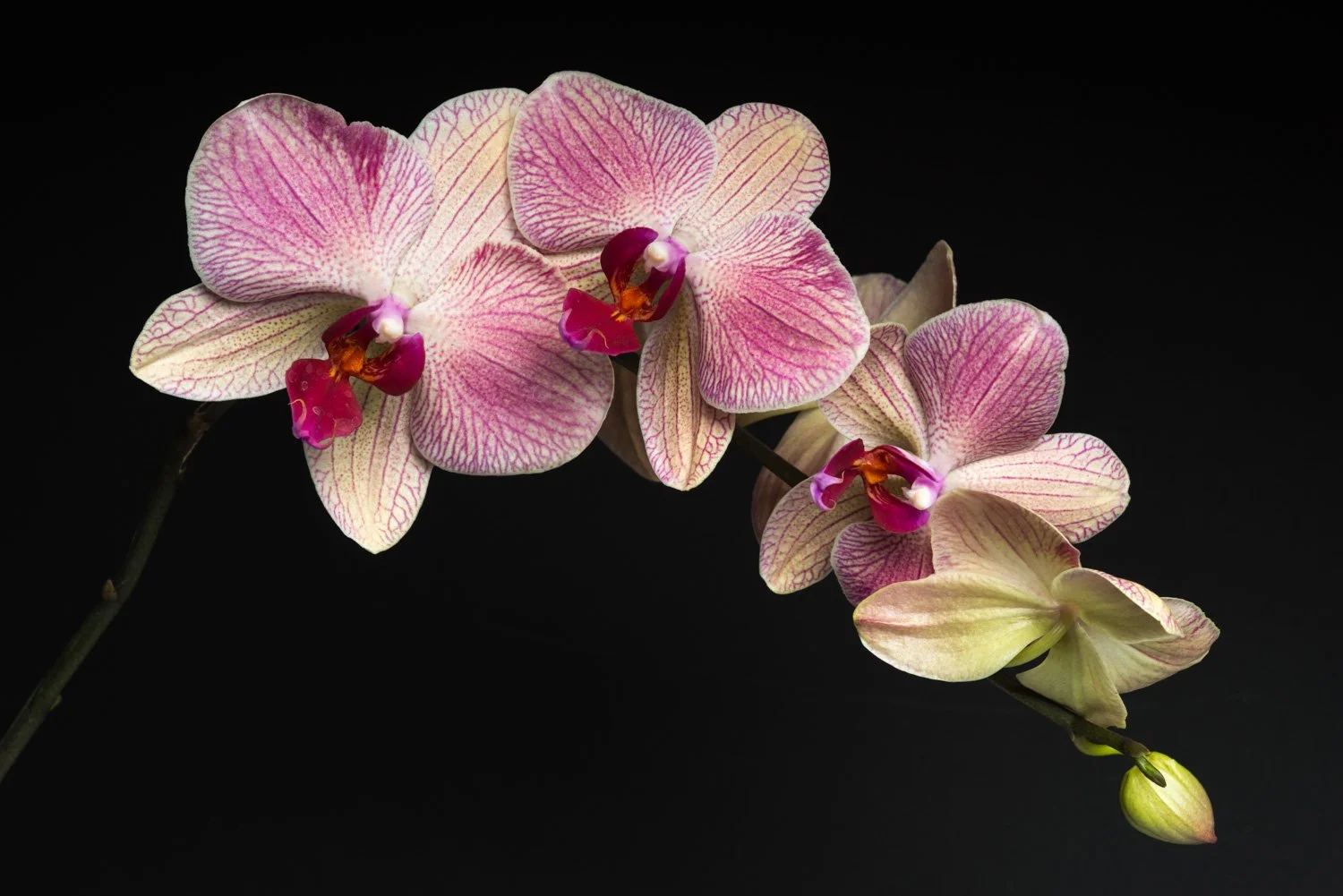 Pink and cream striped orchid flowers with magenta centers against a black background.
