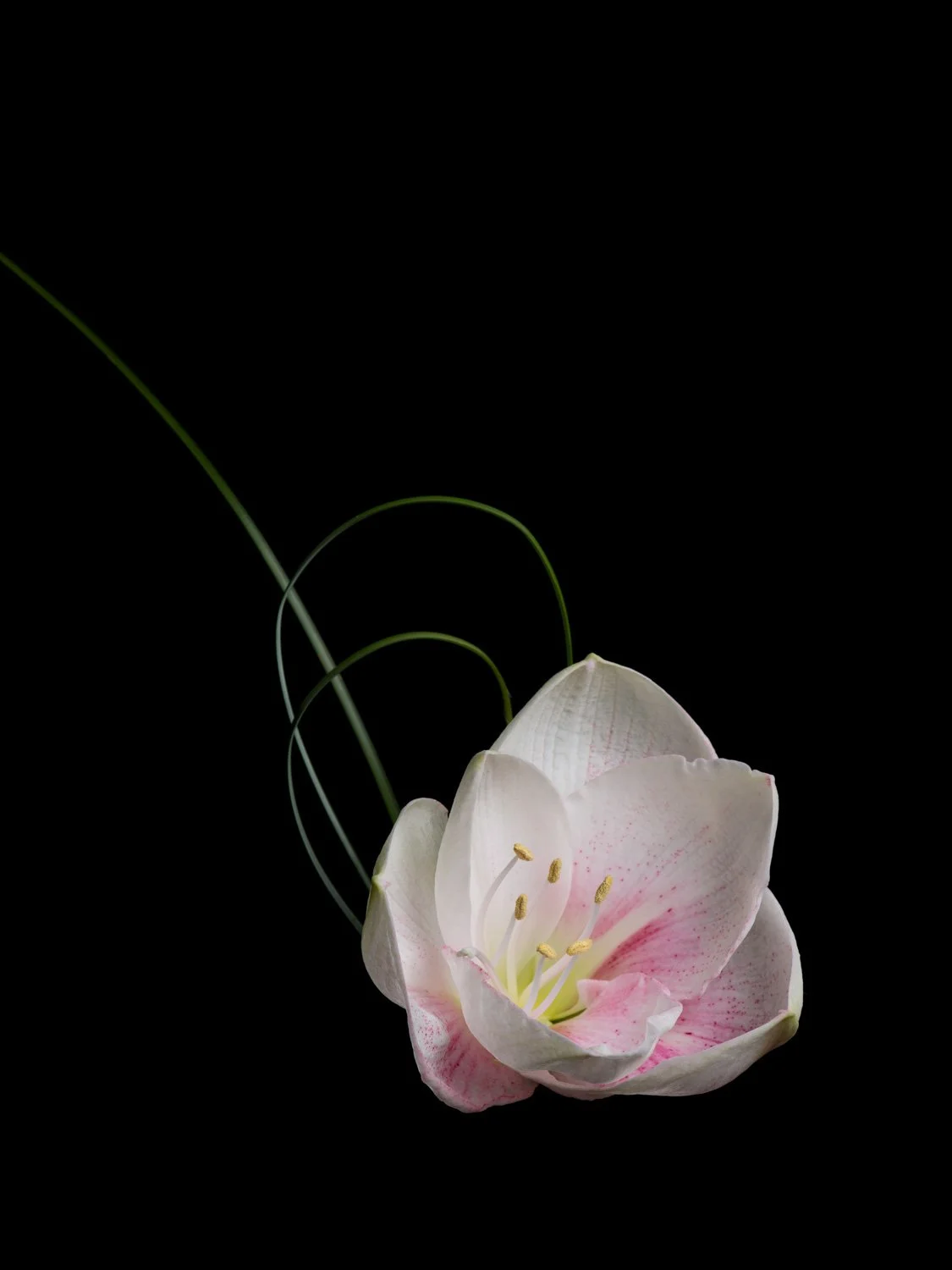 A white and pink flower with long green stems and yellow stamens against a black background.