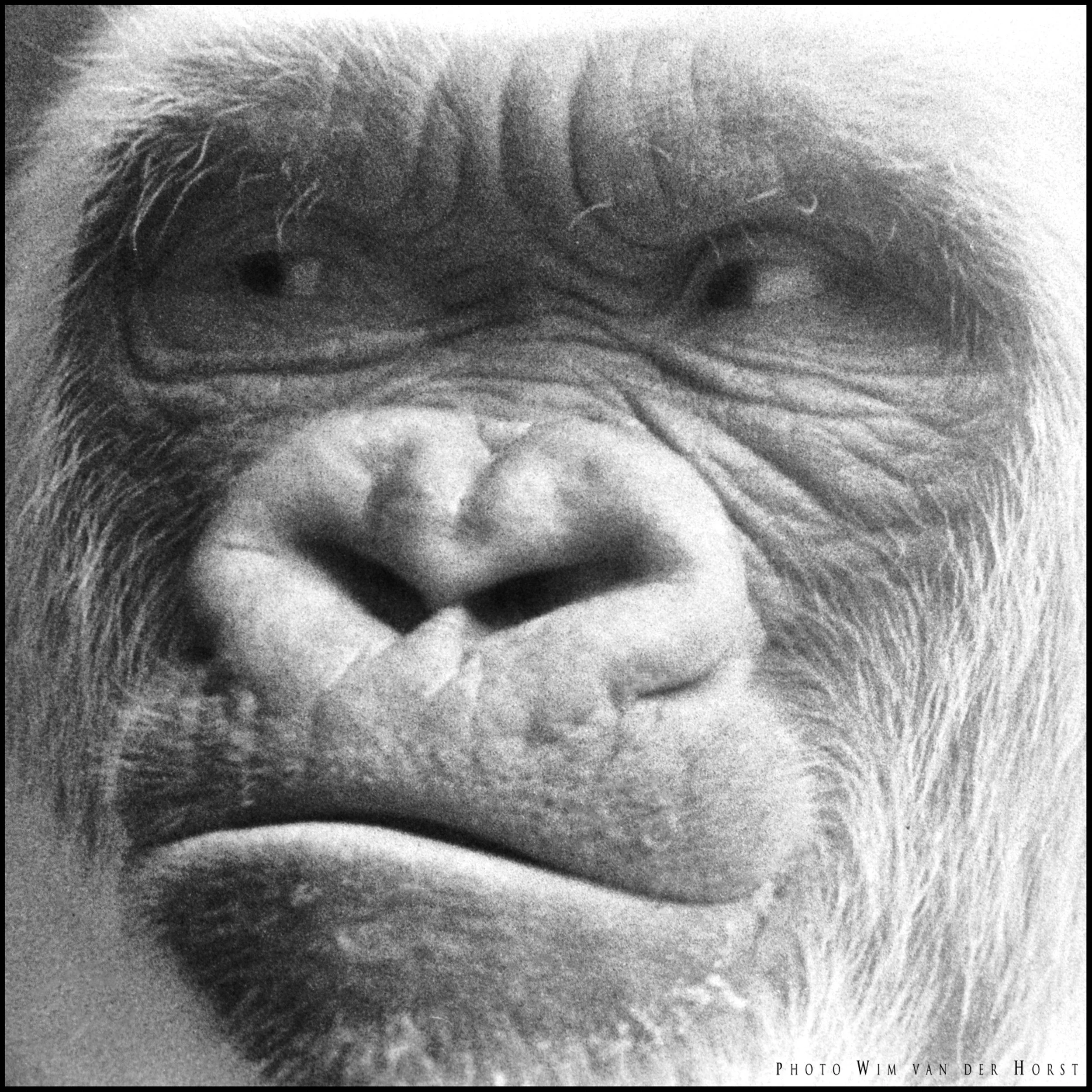 Black and white photo close-up of the famous albino gorilla at Barcelona Zoo, first half 1970.
