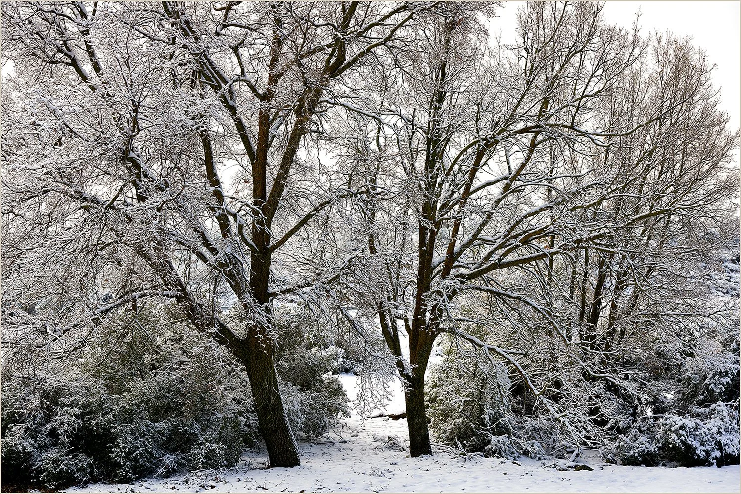 Two trees covered in snow in a winter landscape with snow-covered ground and bushes.
