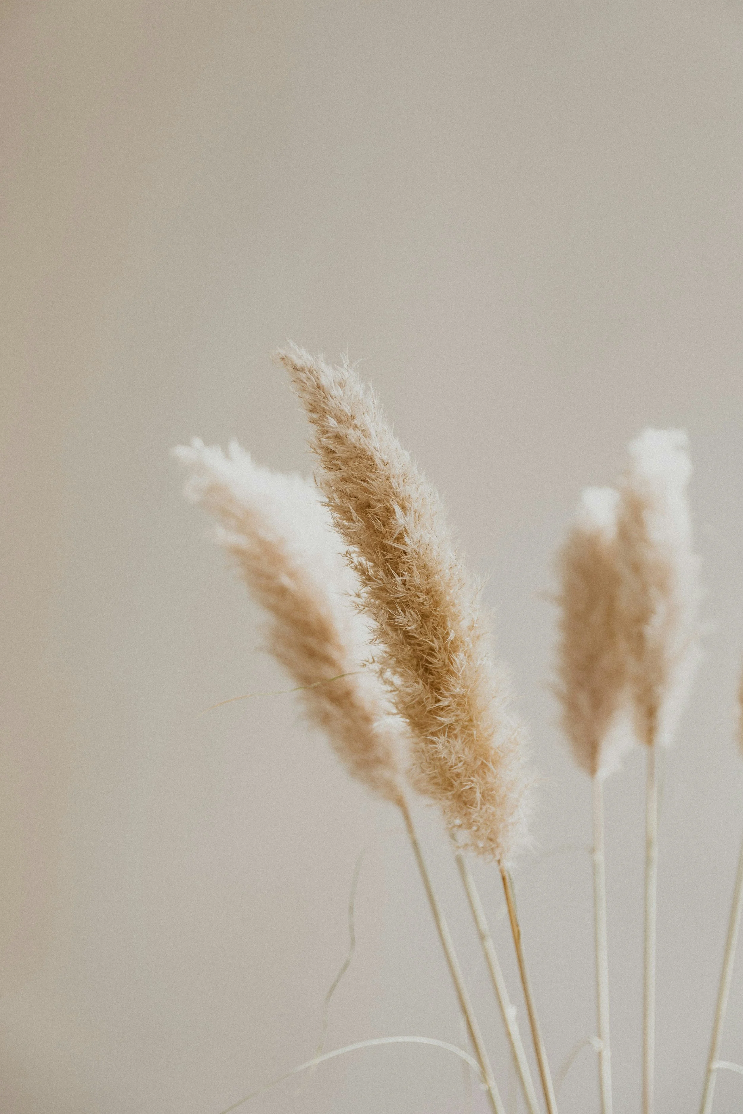 Close-up of beige, fluffy dried grass stems against a plain light background.