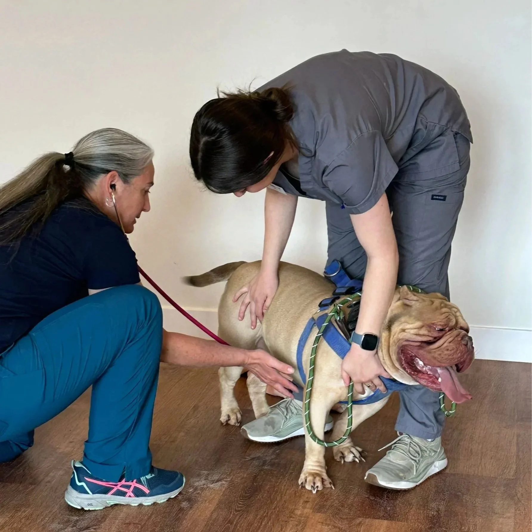 Two veterinarians examine a large, tan bulldog with a wrinkled face, wearing a harness, on a wooden floor against a plain wall.