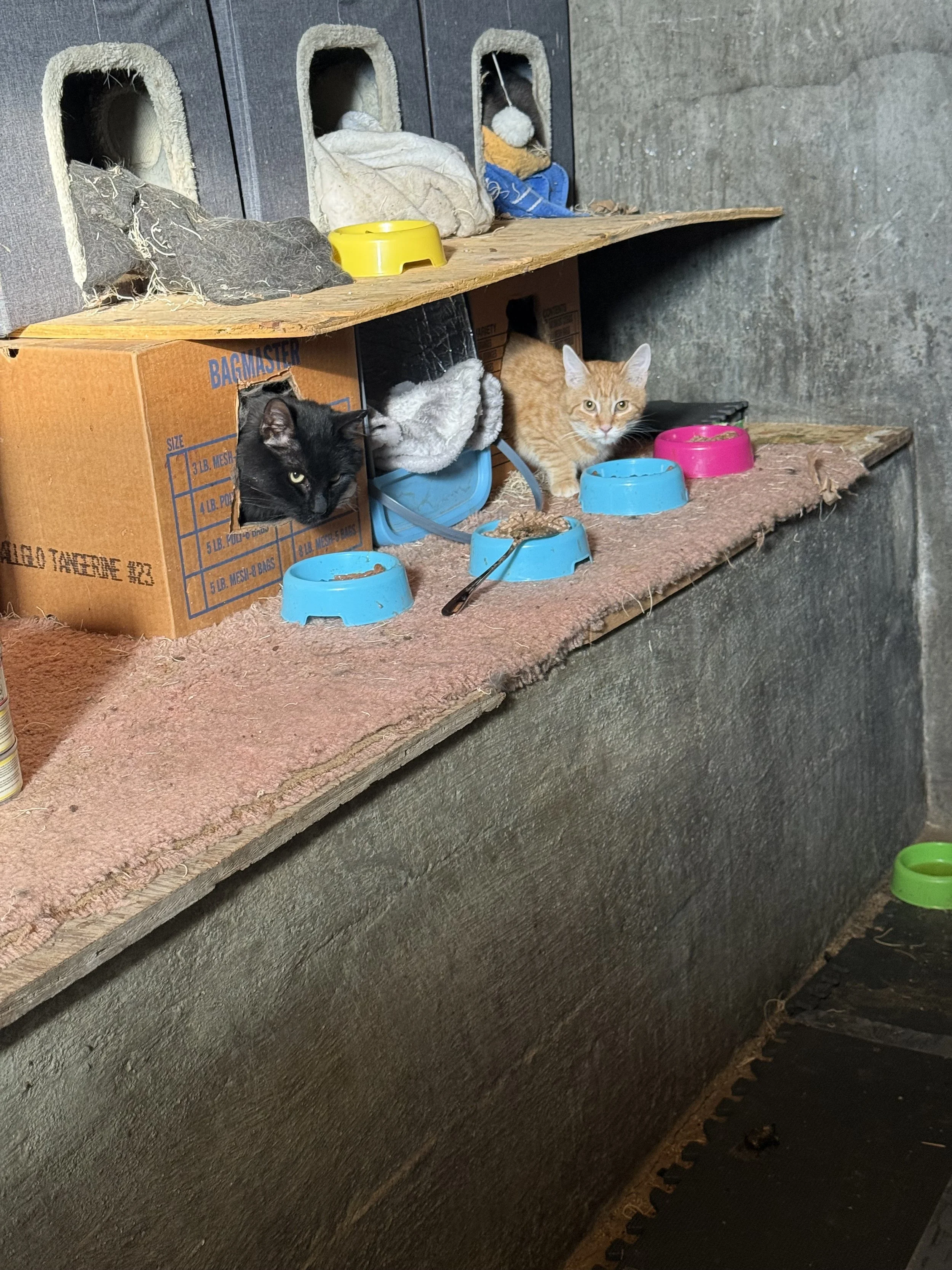 Two cats, a black one and an orange one, peeking out from a cardboard box and a hole in a wooden platform, in a shelter with multiple levels for cats, food bowls, and miscellaneous supplies.