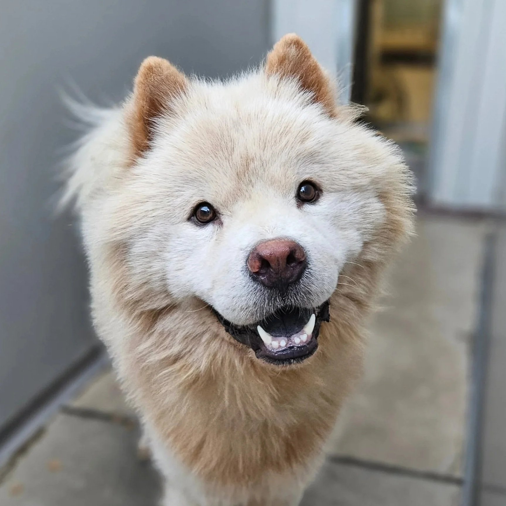 A close-up photo of a fluffy, cream-colored dog with a pink nose, dark eyes, and a happy expression showing teeth, standing indoors.