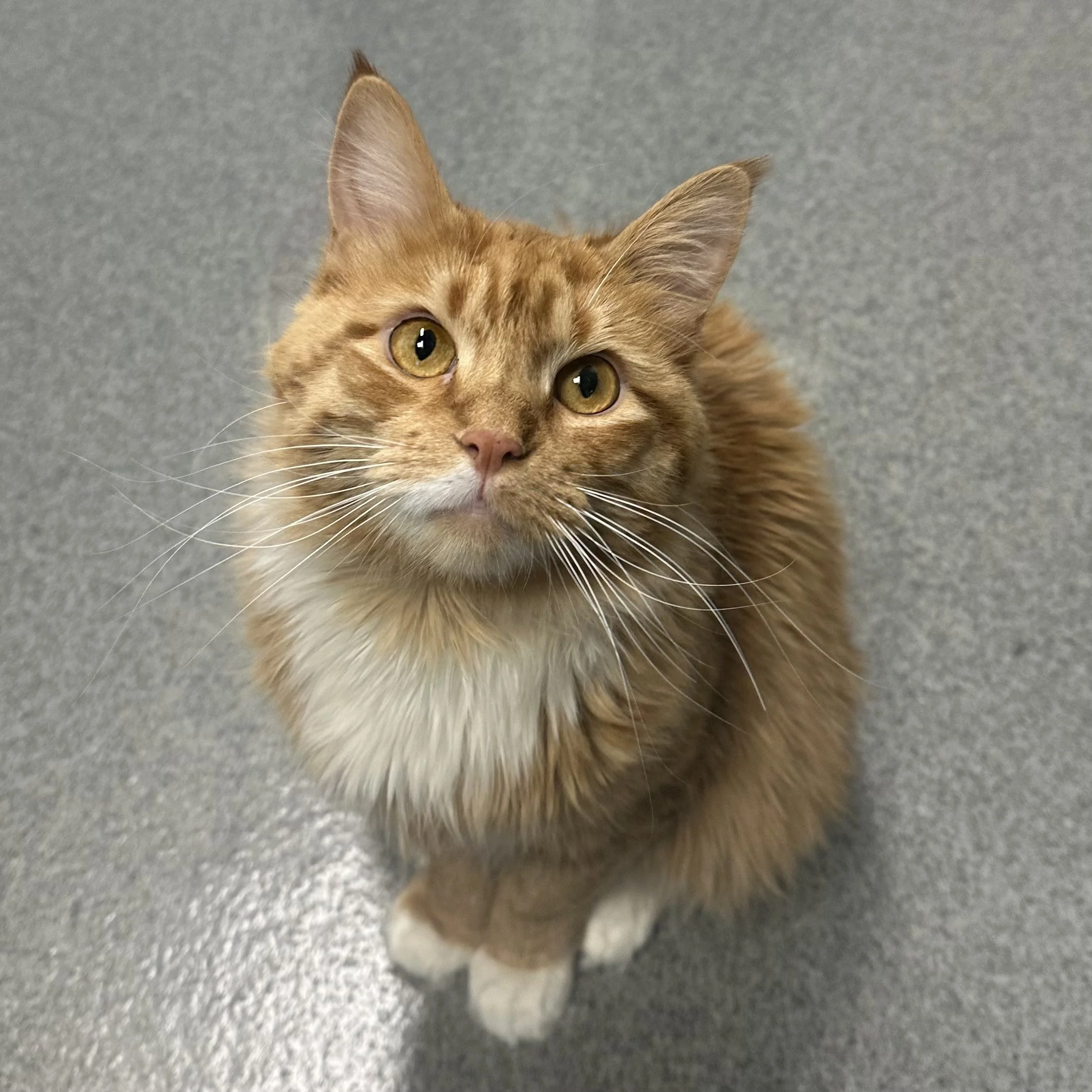 An orange tabby cat with yellow eyes sitting on a gray surface, looking up at the camera.