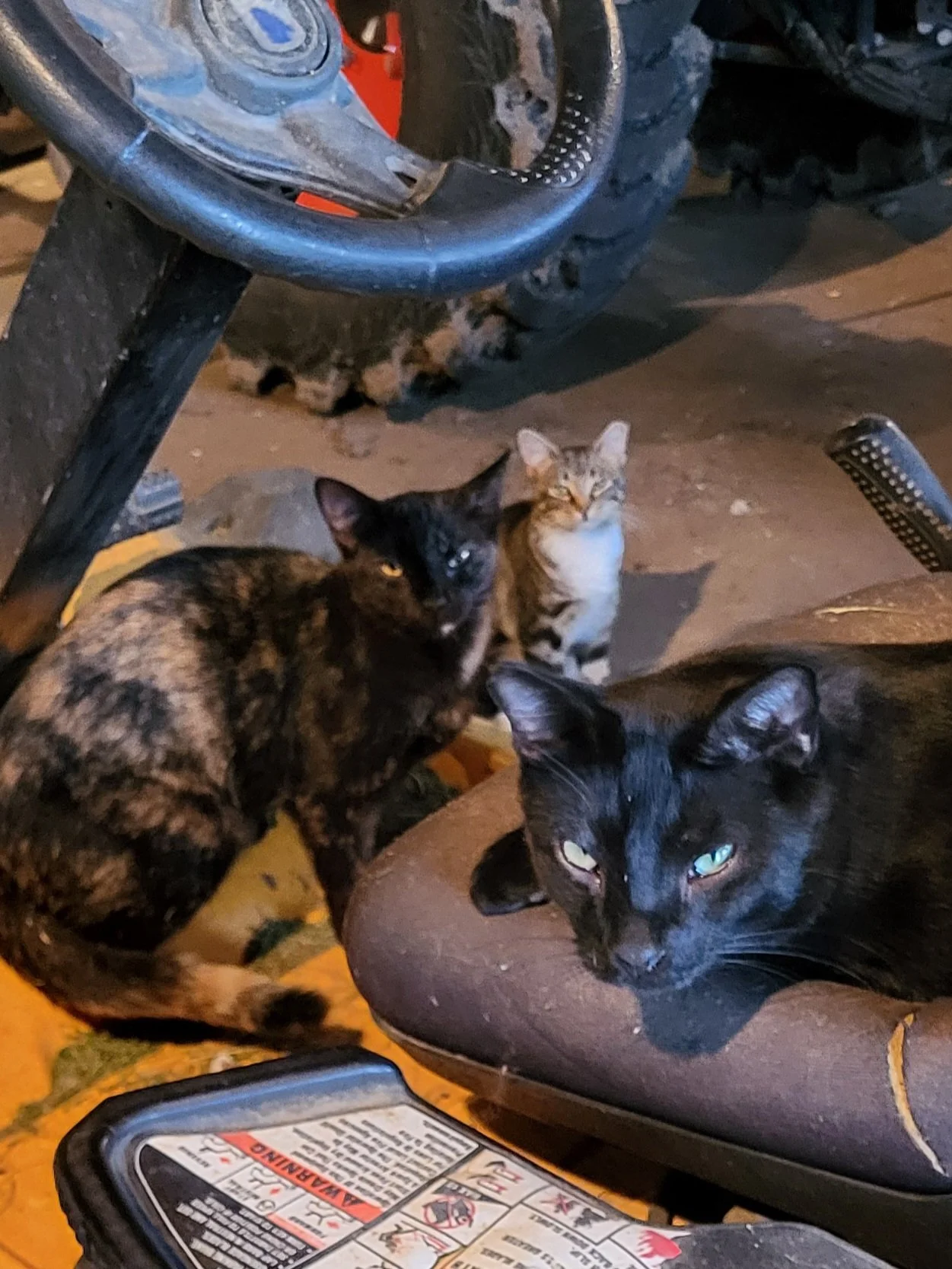Four cats sitting and relaxing indoors near a motorcycle and a seat.