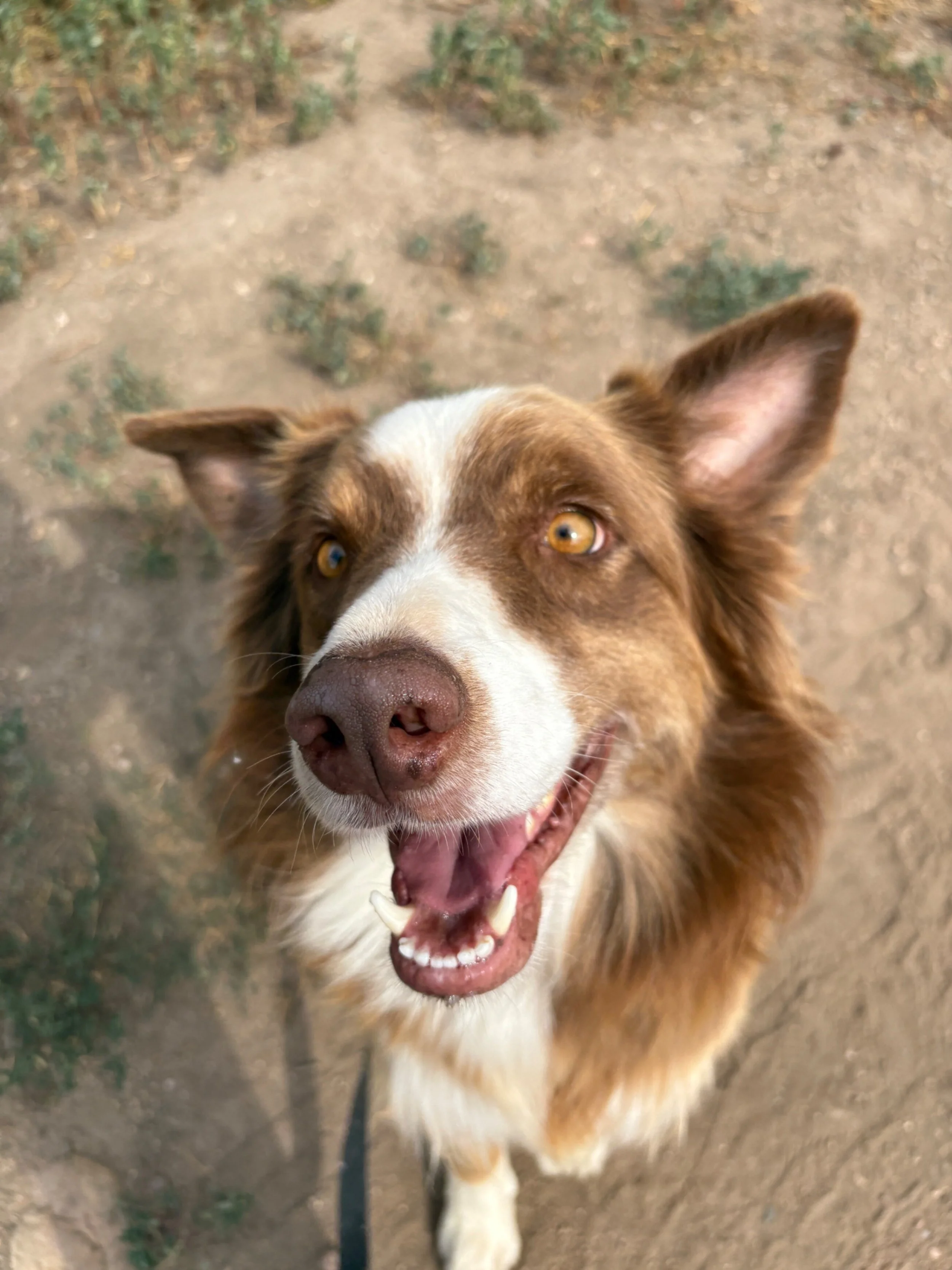Close-up of a happy brown and white dog with bright eyes and an open mouth, standing on dirt ground.