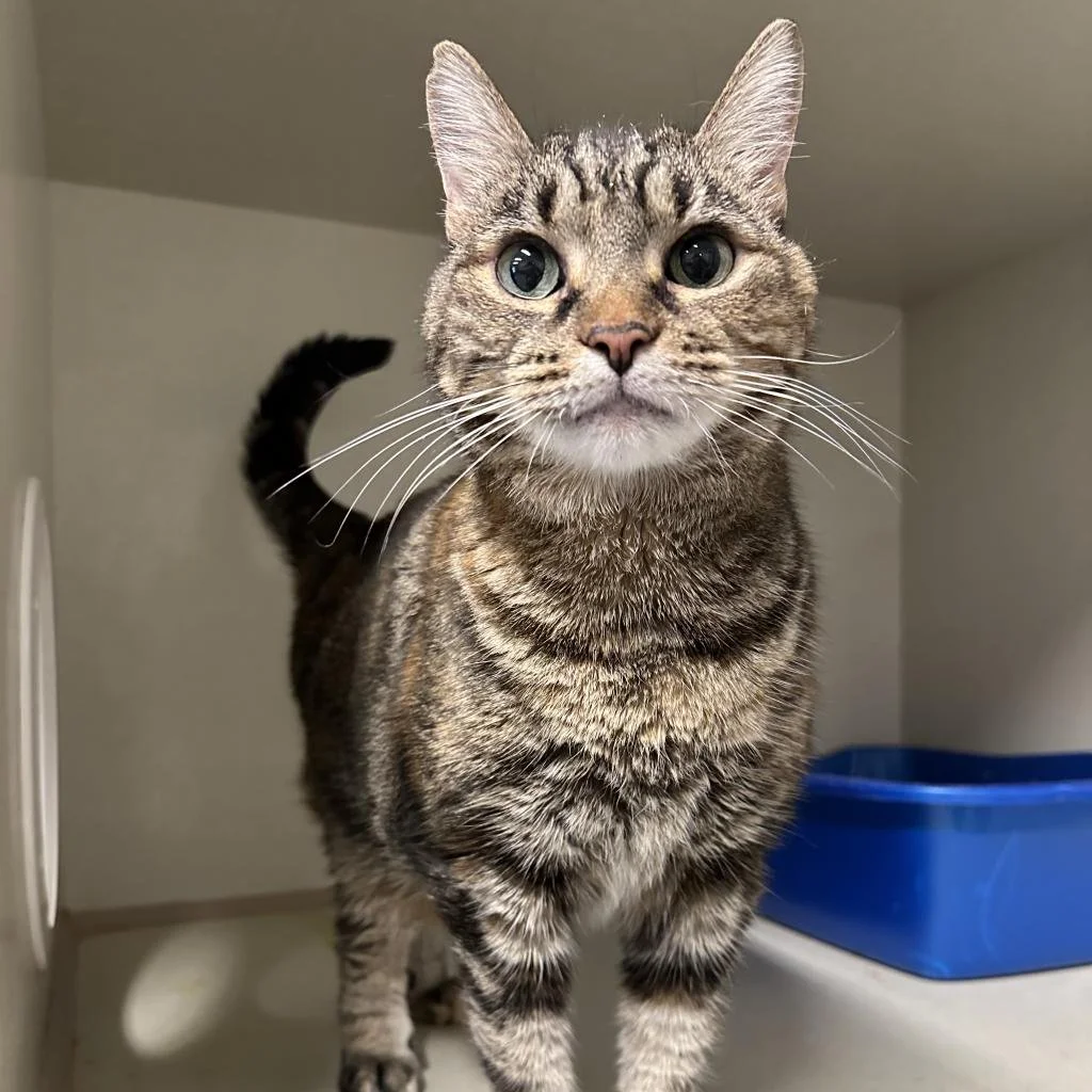 A close-up of a gray tabby cat with green eyes standing indoors near a blue litter box.