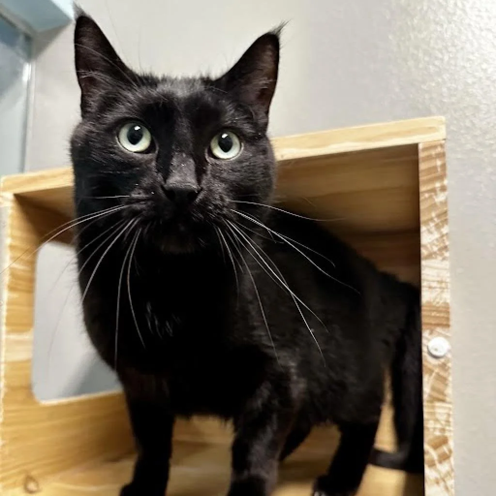 A black cat with green eyes inside a wooden box or cubby, looking directly at the camera.