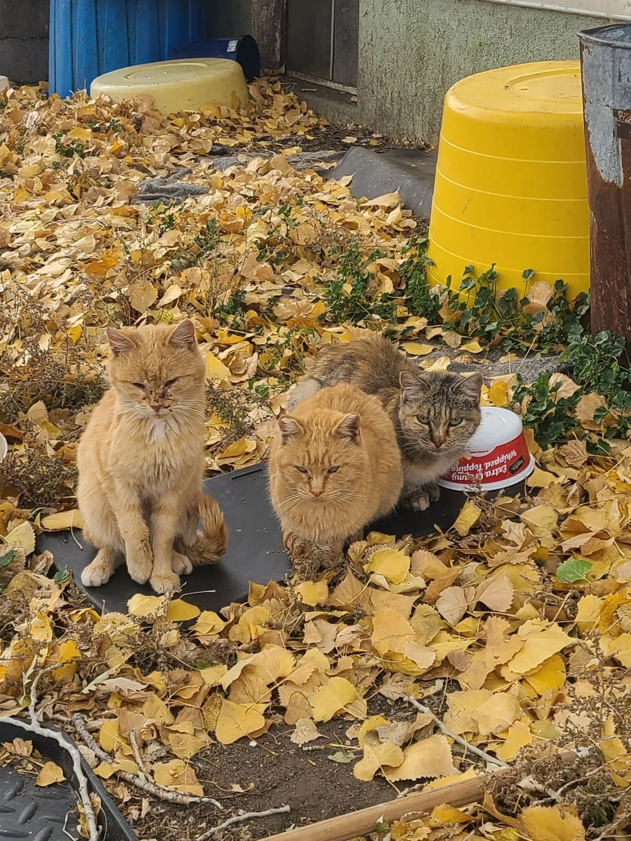 Three cats sitting among fallen yellow leaves outside near a yellow and green trash can and a blue pipe.