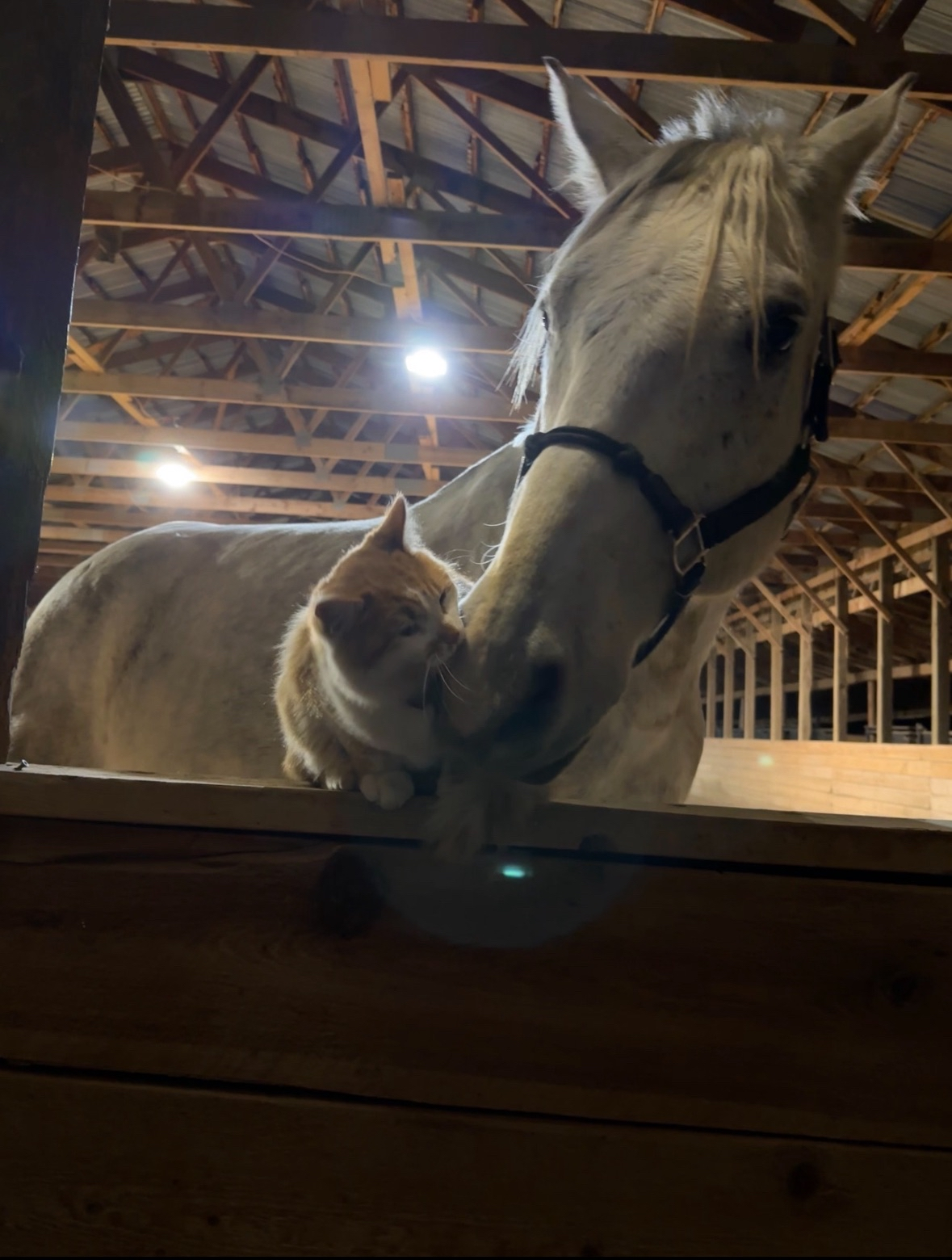 A horse and a cat touch noses inside a barn with wooden beams and a metal roof.