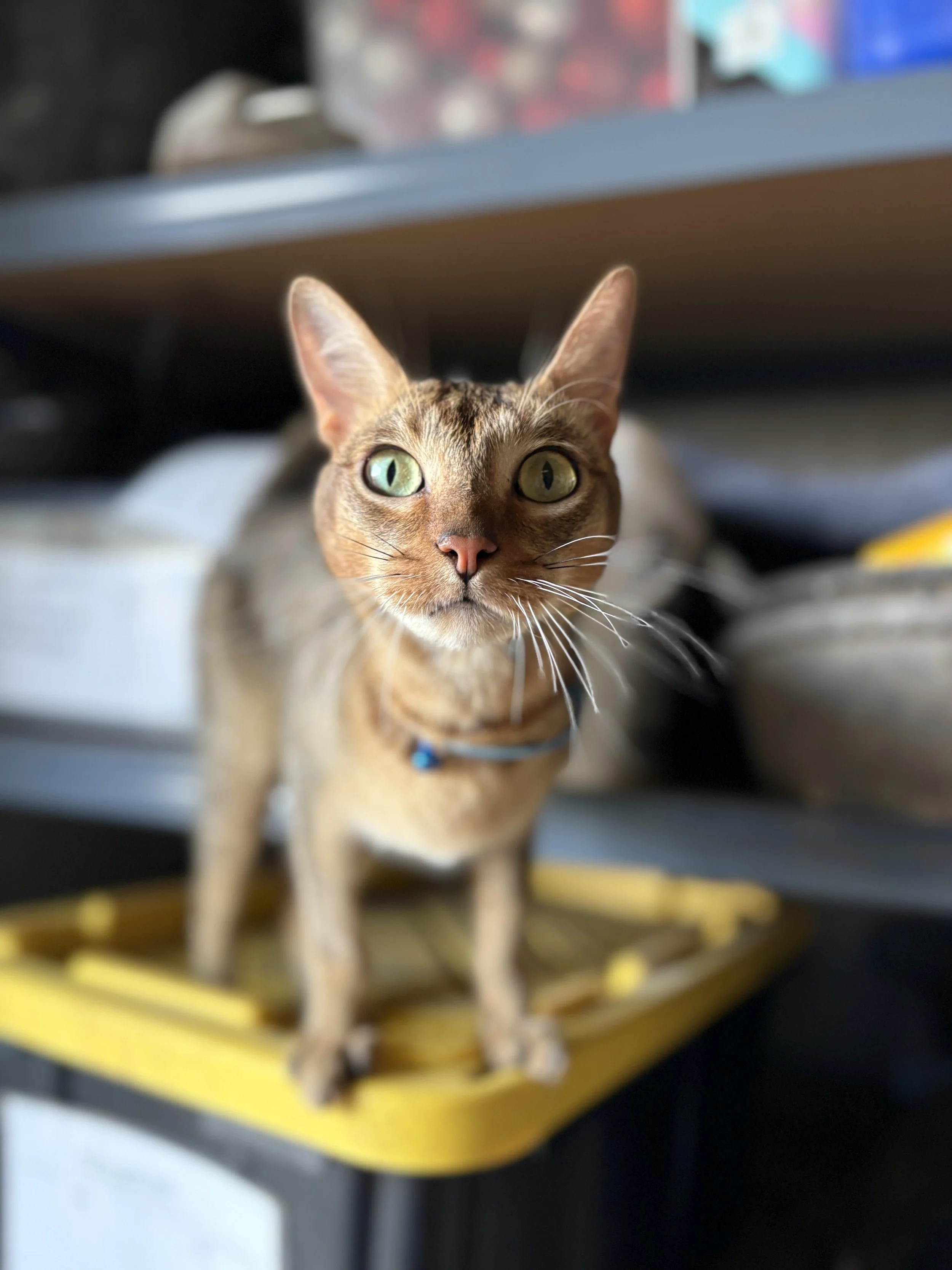 A brown tabby cat with green eyes sitting on a yellow skateboard.