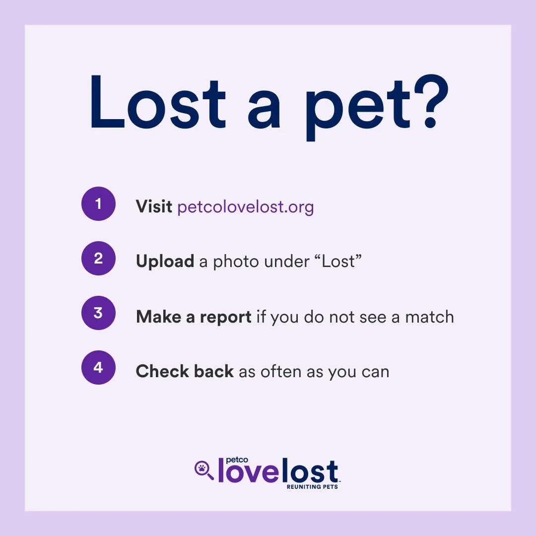 A flyer with a purple border and light purple background titled 'Lost a pet?' It provides four steps: visit petcolovelost.org, upload a photo under 'Lost', make a report if no match is found, and check back often. The flyer has the Petco Love Lost logo at the bottom.
