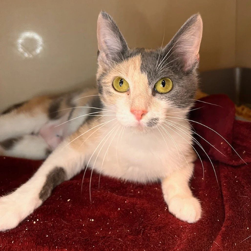 Close-up of a calico cat with yellow-green eyes, lying on a red blanket and looking at the camera.