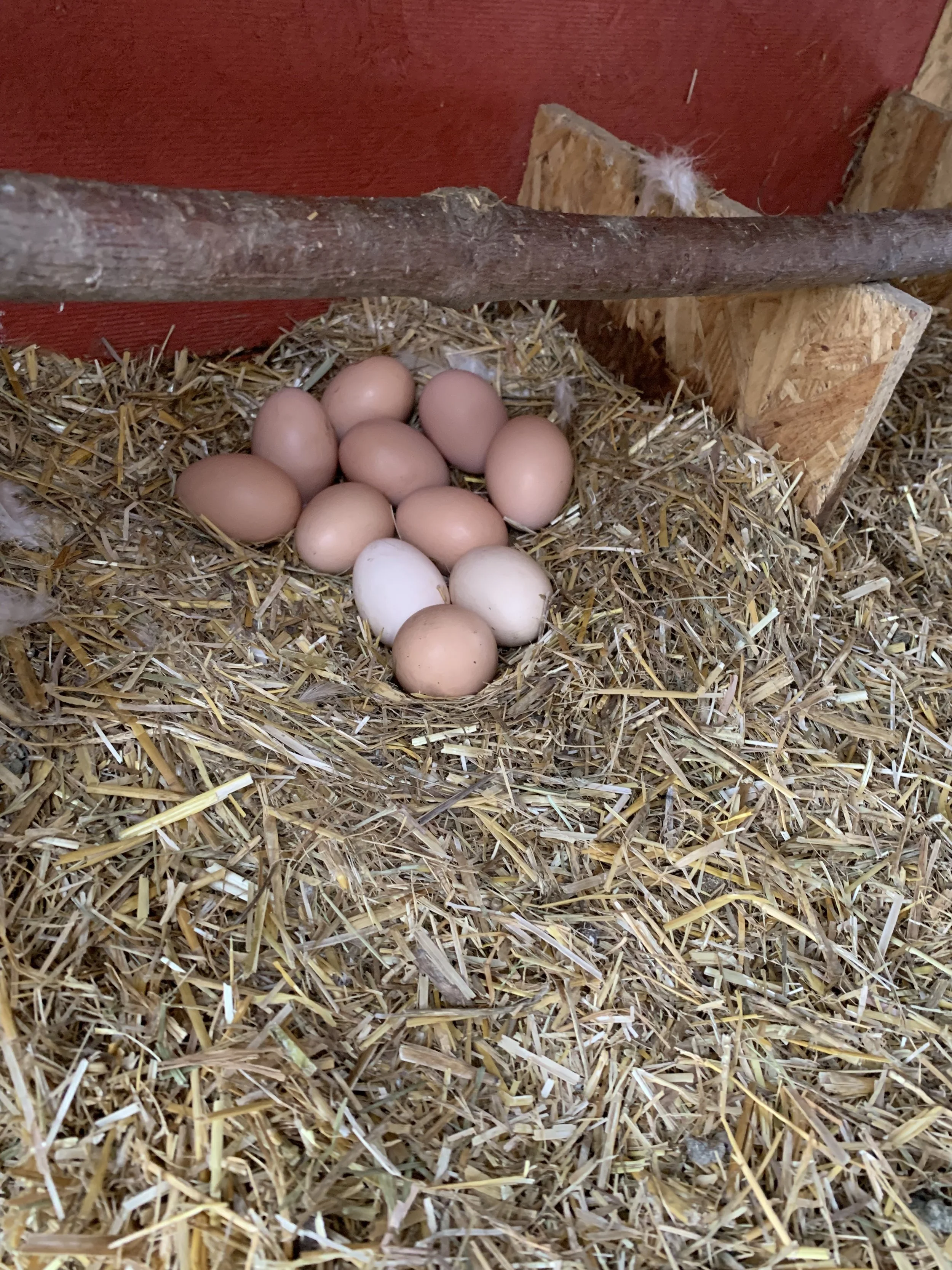 Several eggs, some brown and some white, are in a nest made of straw inside a chicken coop.