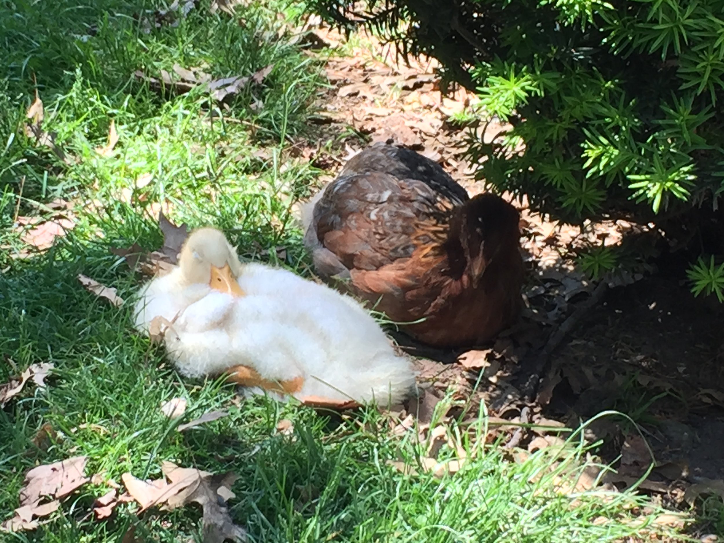 A white duckling resting next to a brown duck under a bush with green leaves, surrounded by grass and fallen leaves.