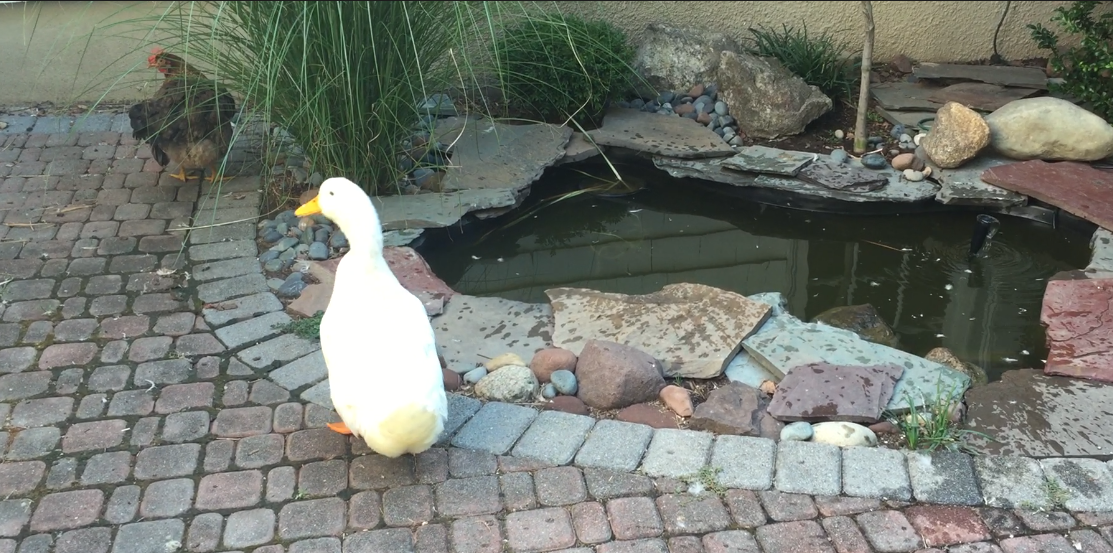 A white duck standing on a stone-paved patio near a small pond, with a hen walking nearby, surrounded by rocks and plants.