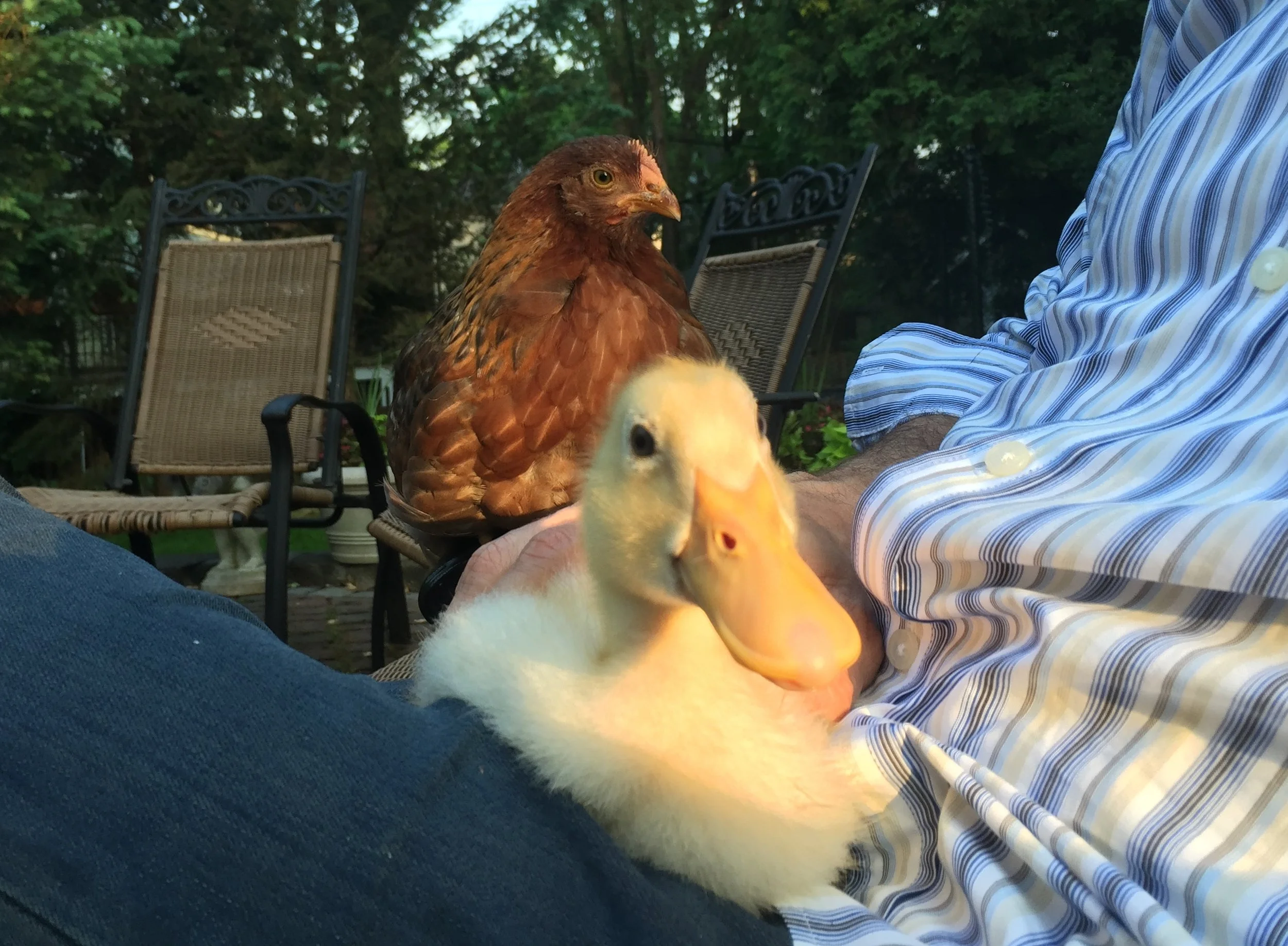 A person wearing a blue and white striped shirt sitting outdoors with a white duck and a brown chicken resting on their lap.