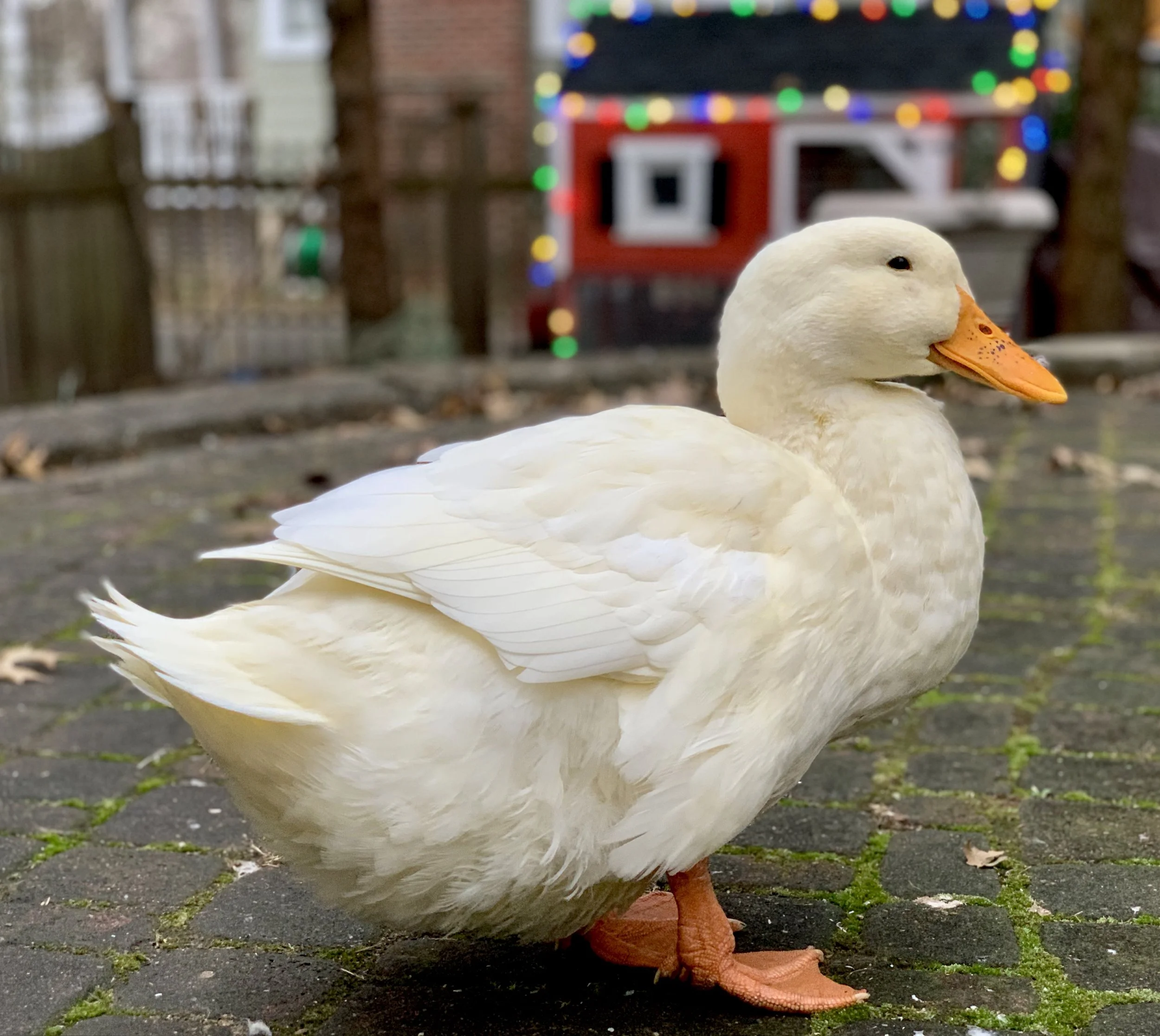 A white goose standing on a paved surface, with a Christmas-themed backyard decoration with colorful lights in the background.