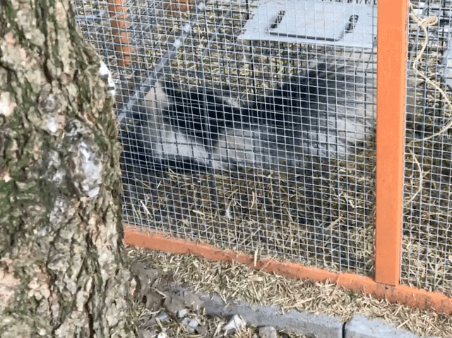 Wild raccoon behind a wire fence near a tree with dry grass and rocks on the ground.