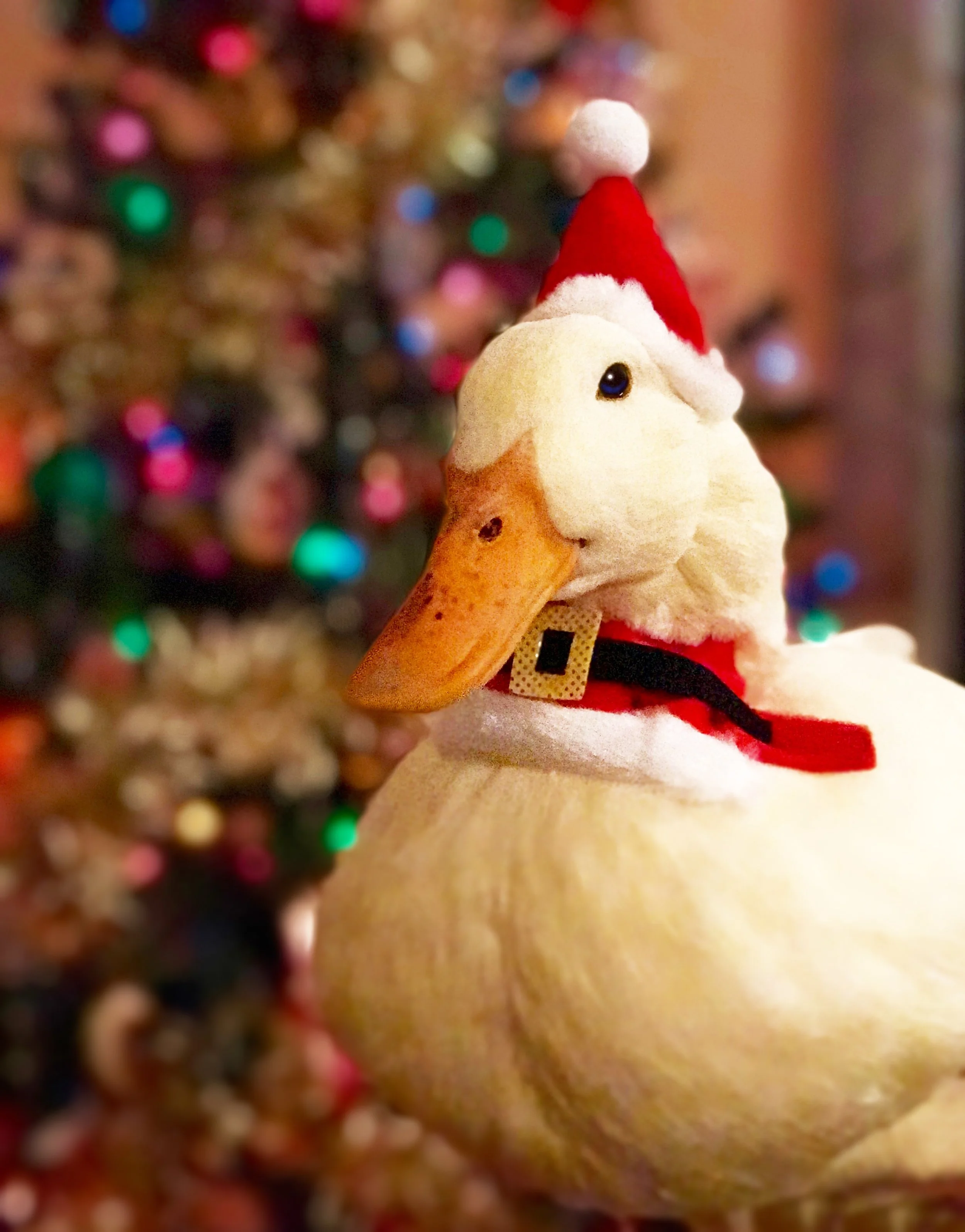 A plush duck decorated with a Santa hat and bow tie, standing in front of a blurred, colorful Christmas tree with multicolored lights.