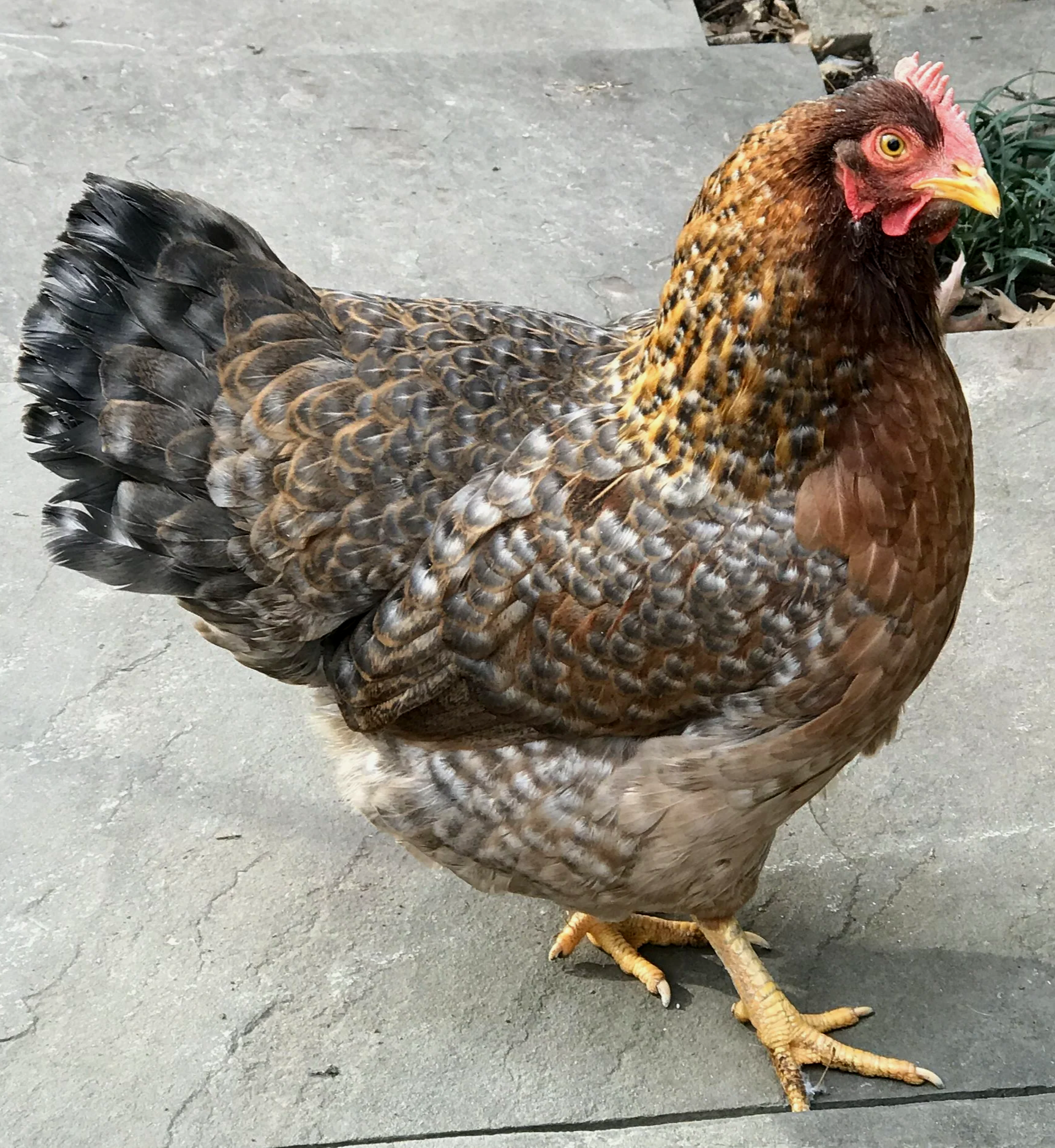 A brown chicken standing on a concrete surface with some plants in the background.