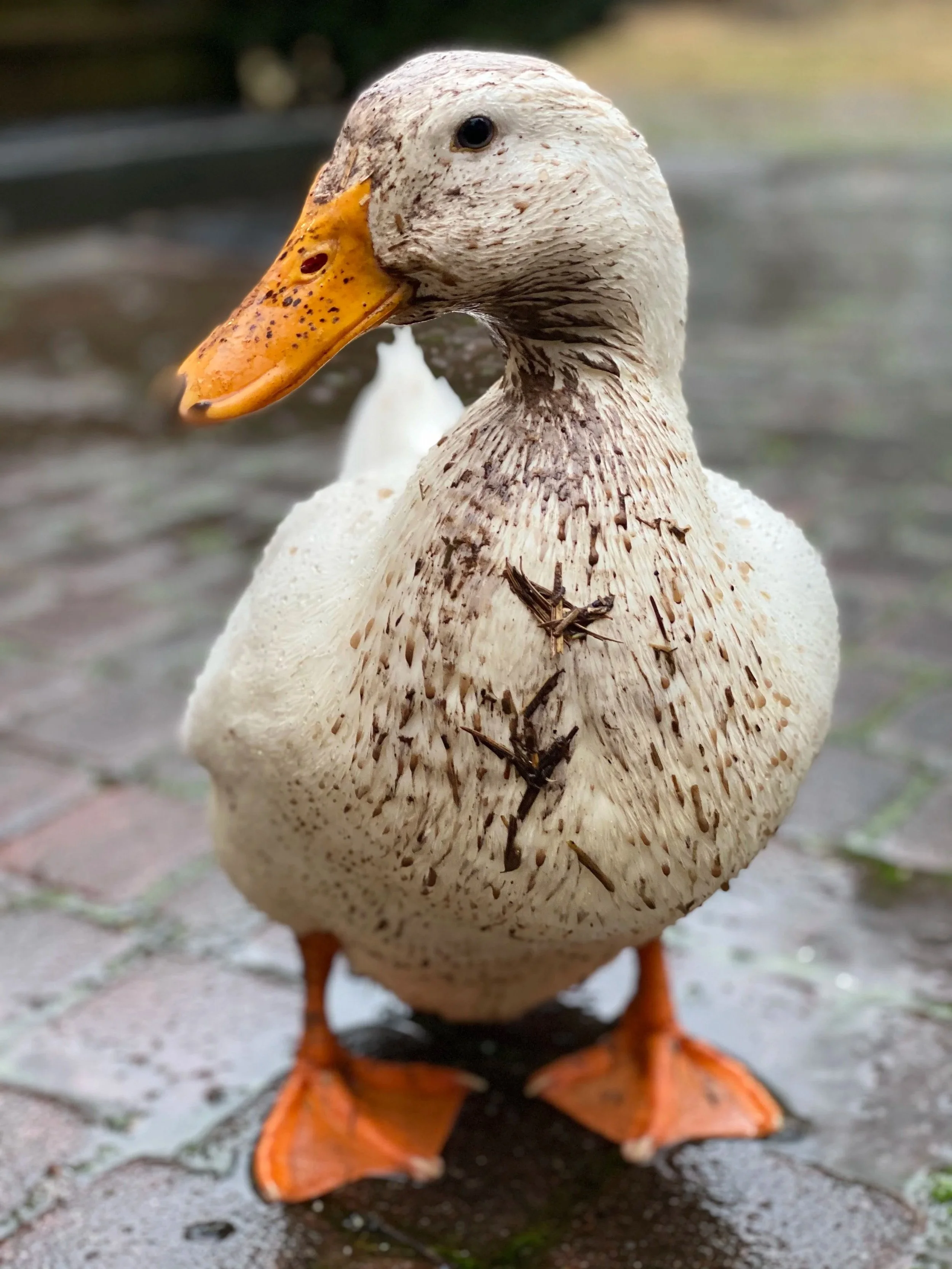 A close-up of a duck with a broken, dirty, and featherless body, standing on a wet brick surface.