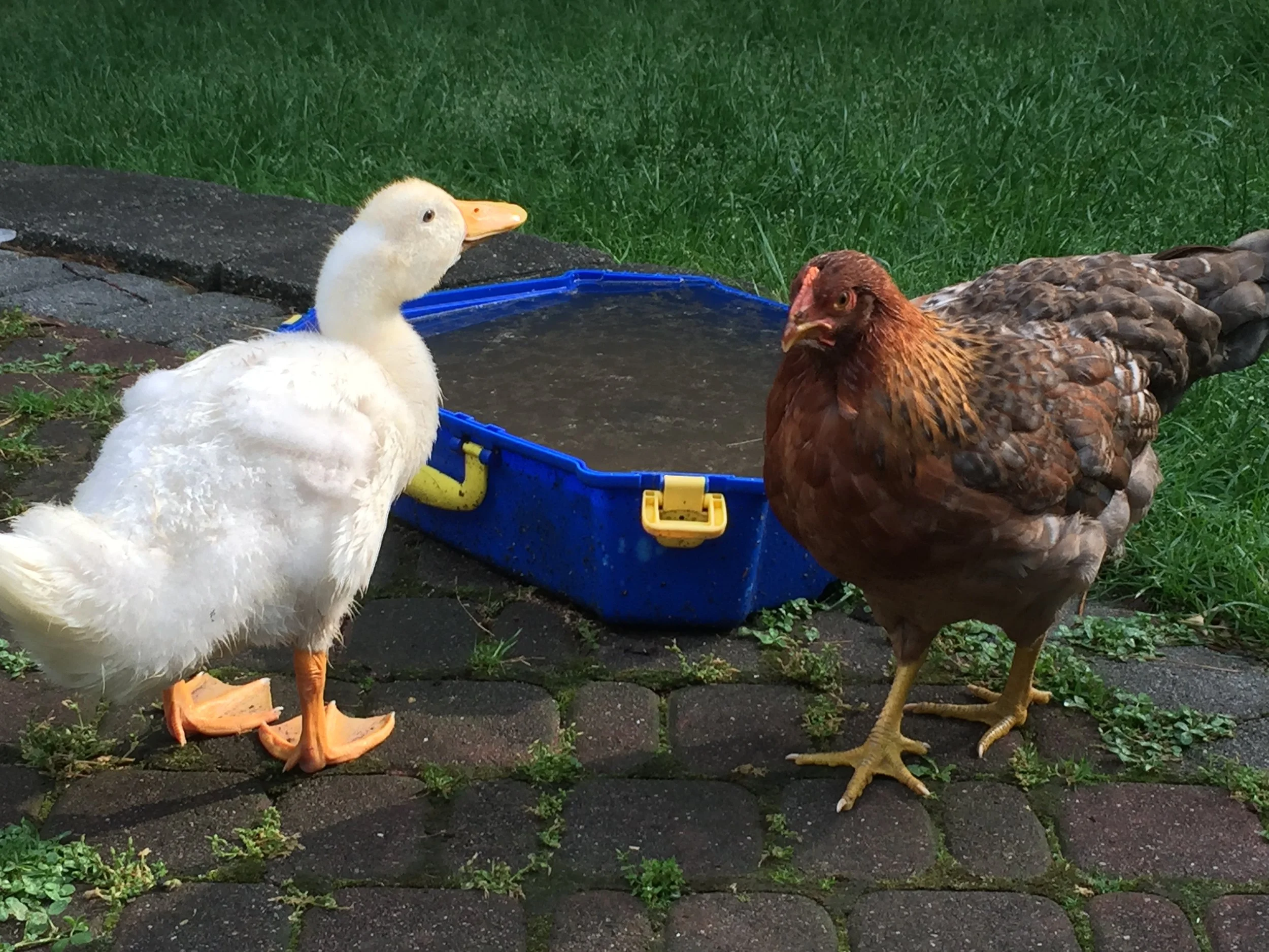 A white duck and a brown chicken near a water trough on a brick pathway with grass in the background.