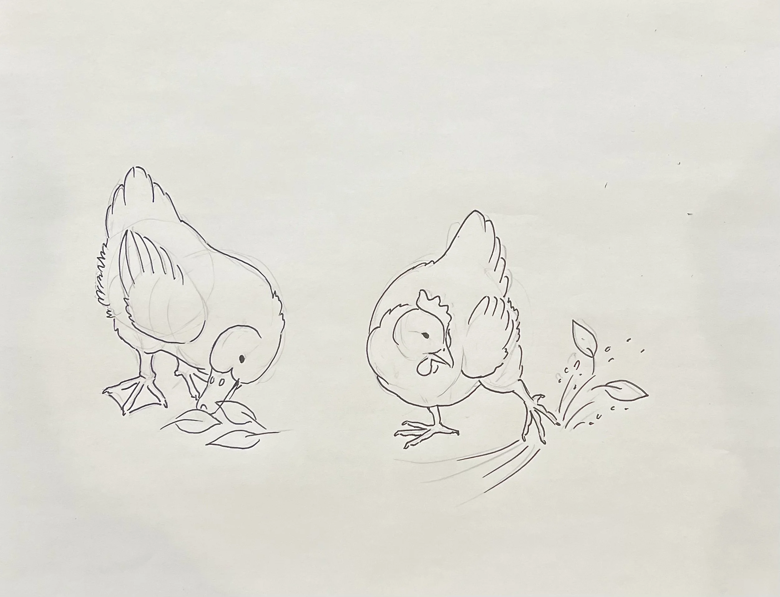 Line drawing for children's book of two small birds pecking at leaves and the ground.
