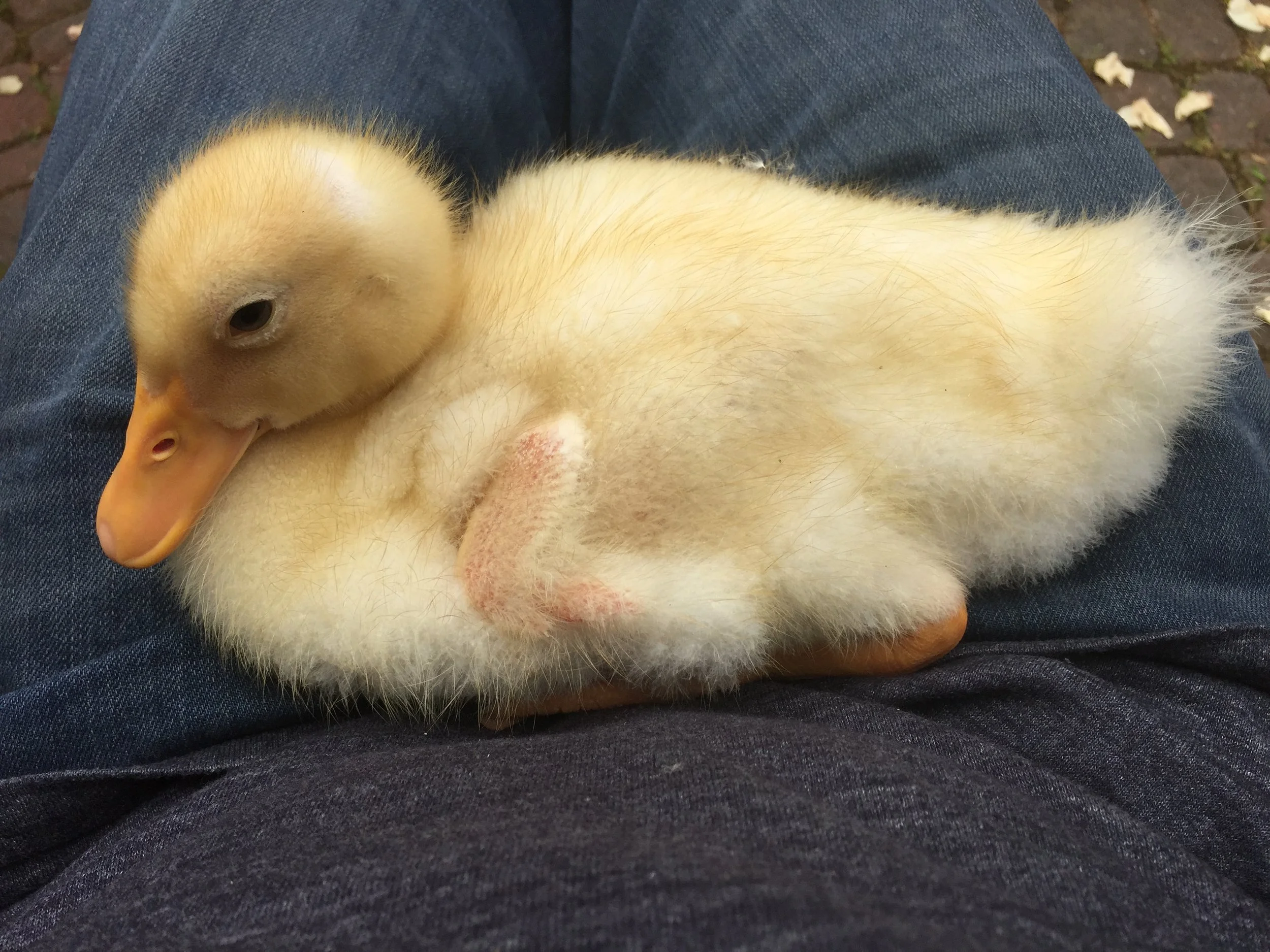 A small, fluffy yellow duckling resting on a person's lap.