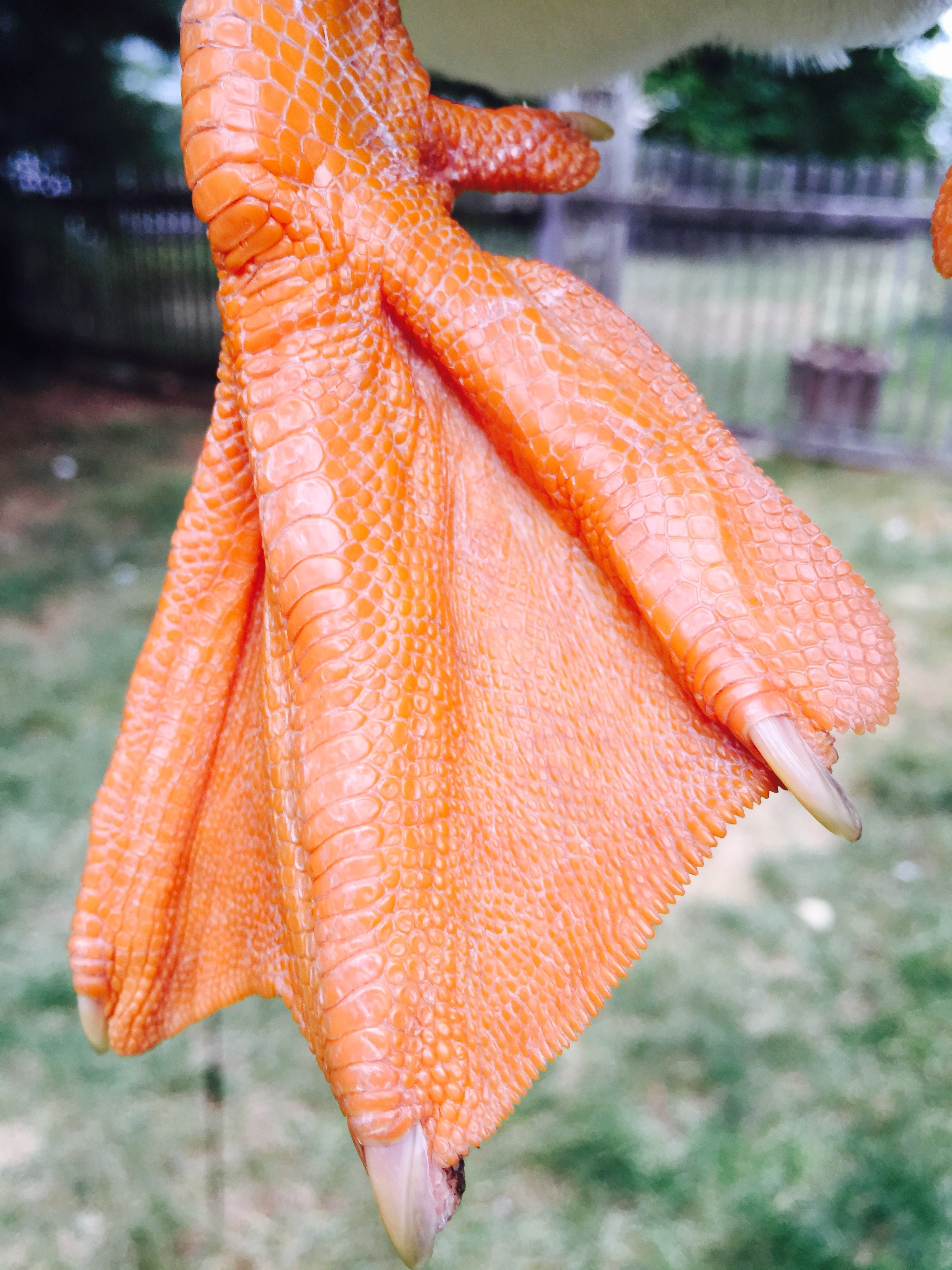Close-up of a bright orange starfish with textured skin and pointed arms, hanging with a background of grass and a wooden fence.