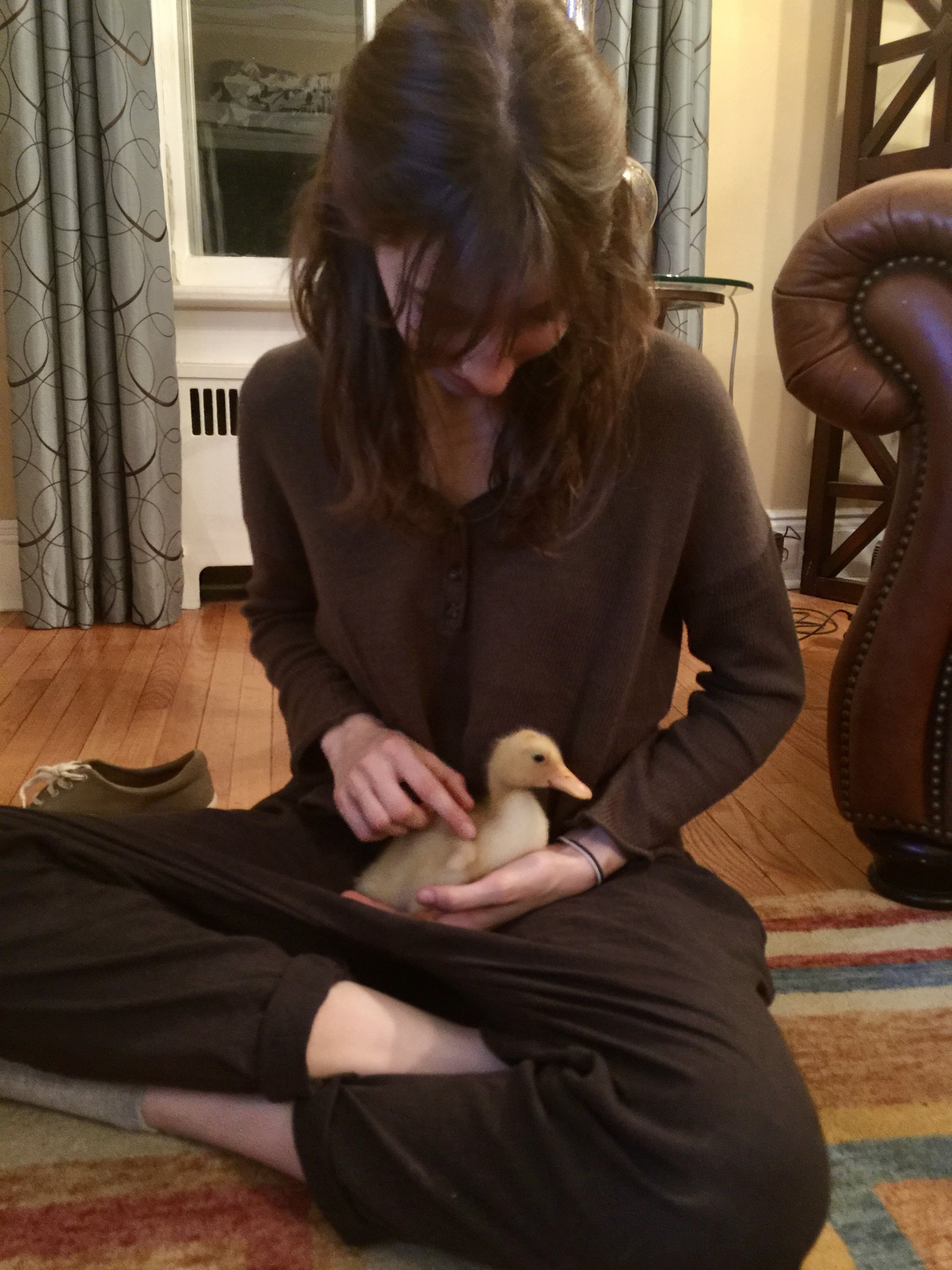 Woman sitting cross-legged on a multicolored carpet, holding a duckling, in a cozy room with curtains, a window, and a leather chair nearby.