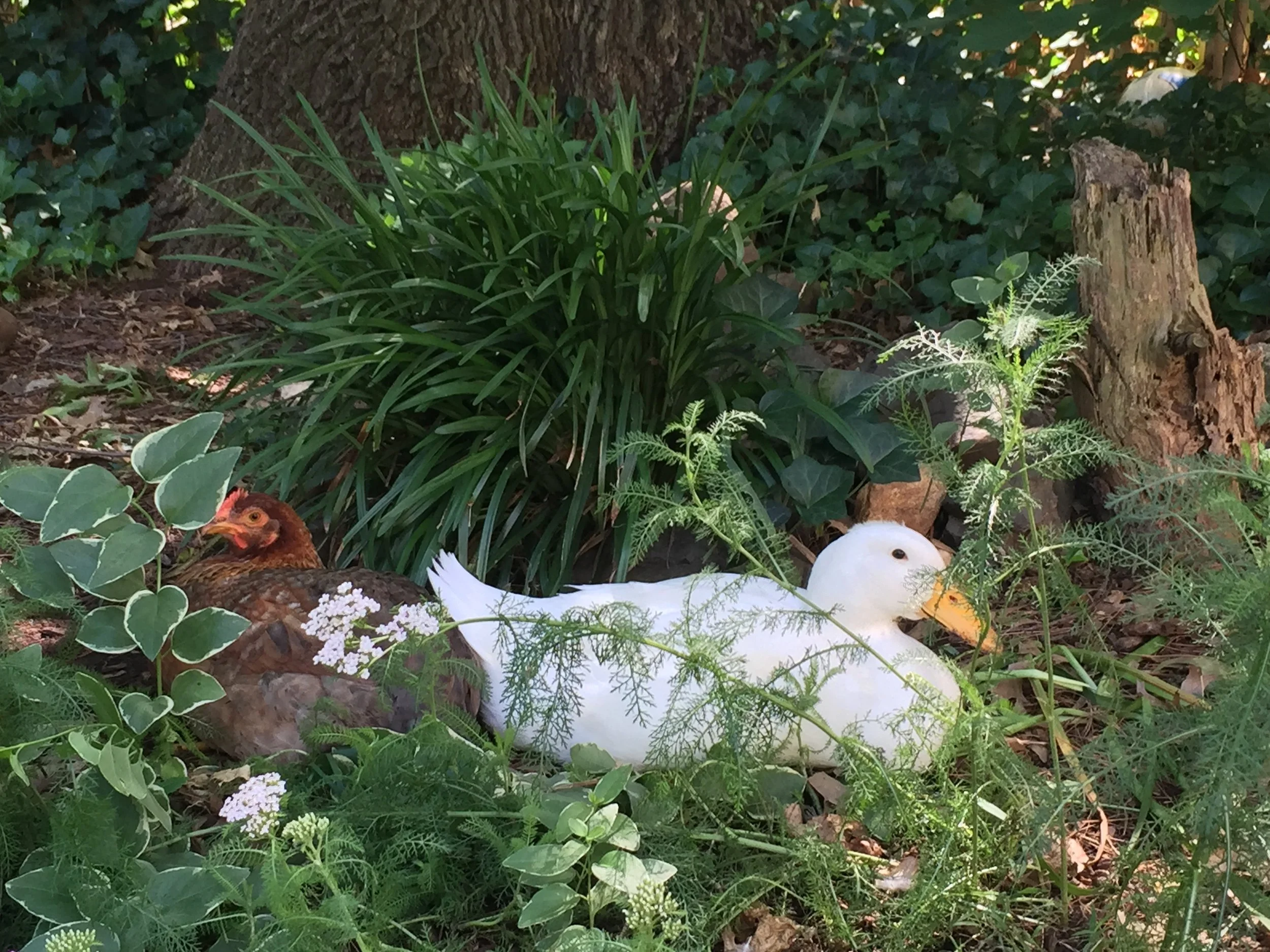 A brown hen and a white duck resting among green plants and grass outdoors.