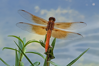Close-up of a red dragonfly perched on a green plant stem with a blue sky background.