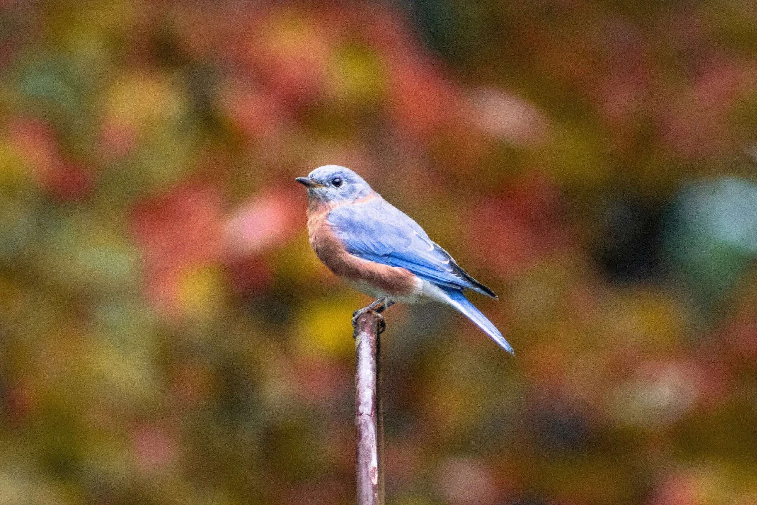 A small bird with blue and brown plumage perched on a thin branch, with a colorful out-of-focus background.
