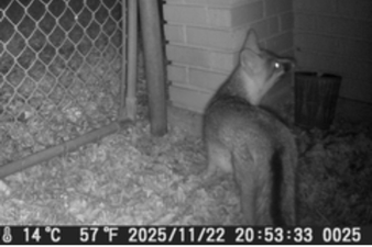 A raccoon standing on gravel near a brick wall and a metal fence at night.