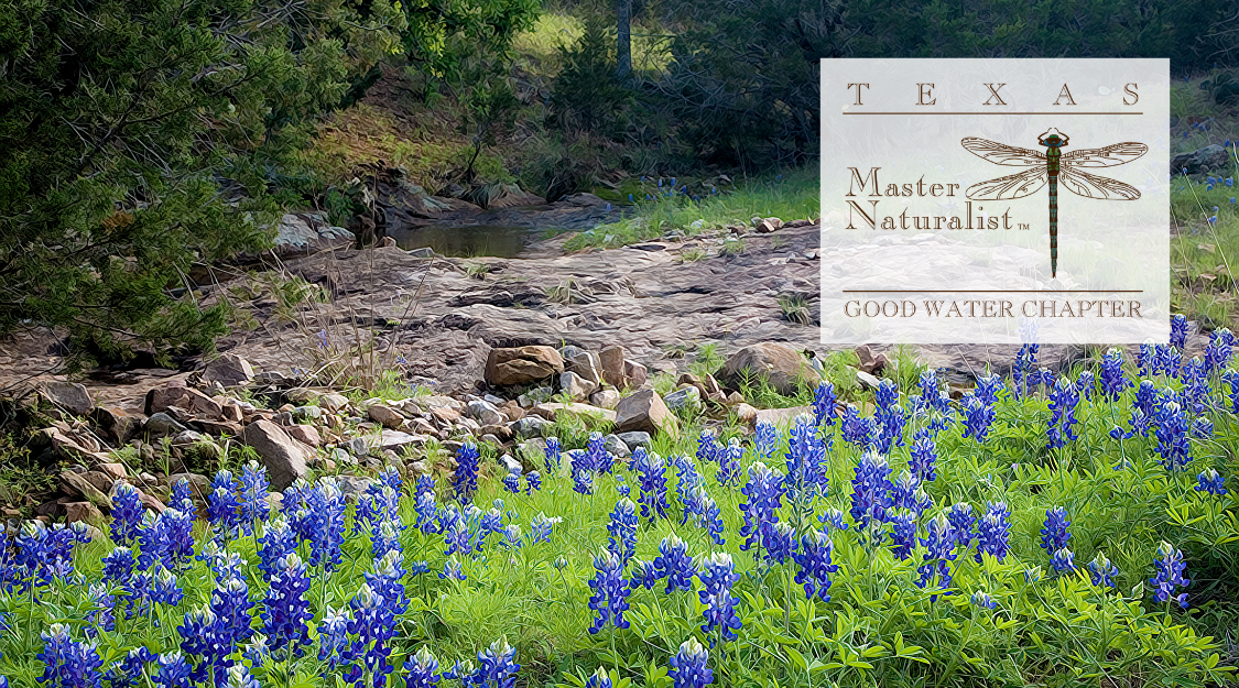 Wildflowers in foreground, rocky stream with greenery in the background, overlay with Texas Master Naturalist logo and text.