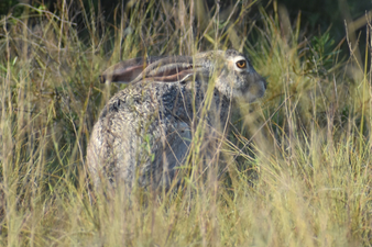 A hare sitting in tall grass in a natural setting.