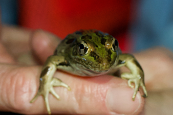 Close-up of a green frog resting on a person's finger.