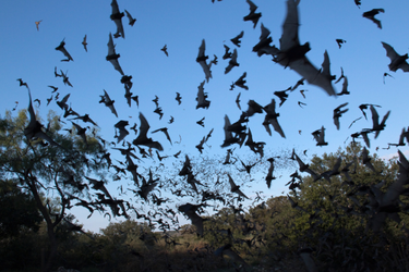 A large flock of bats flying in the sky above treetops during twilight.