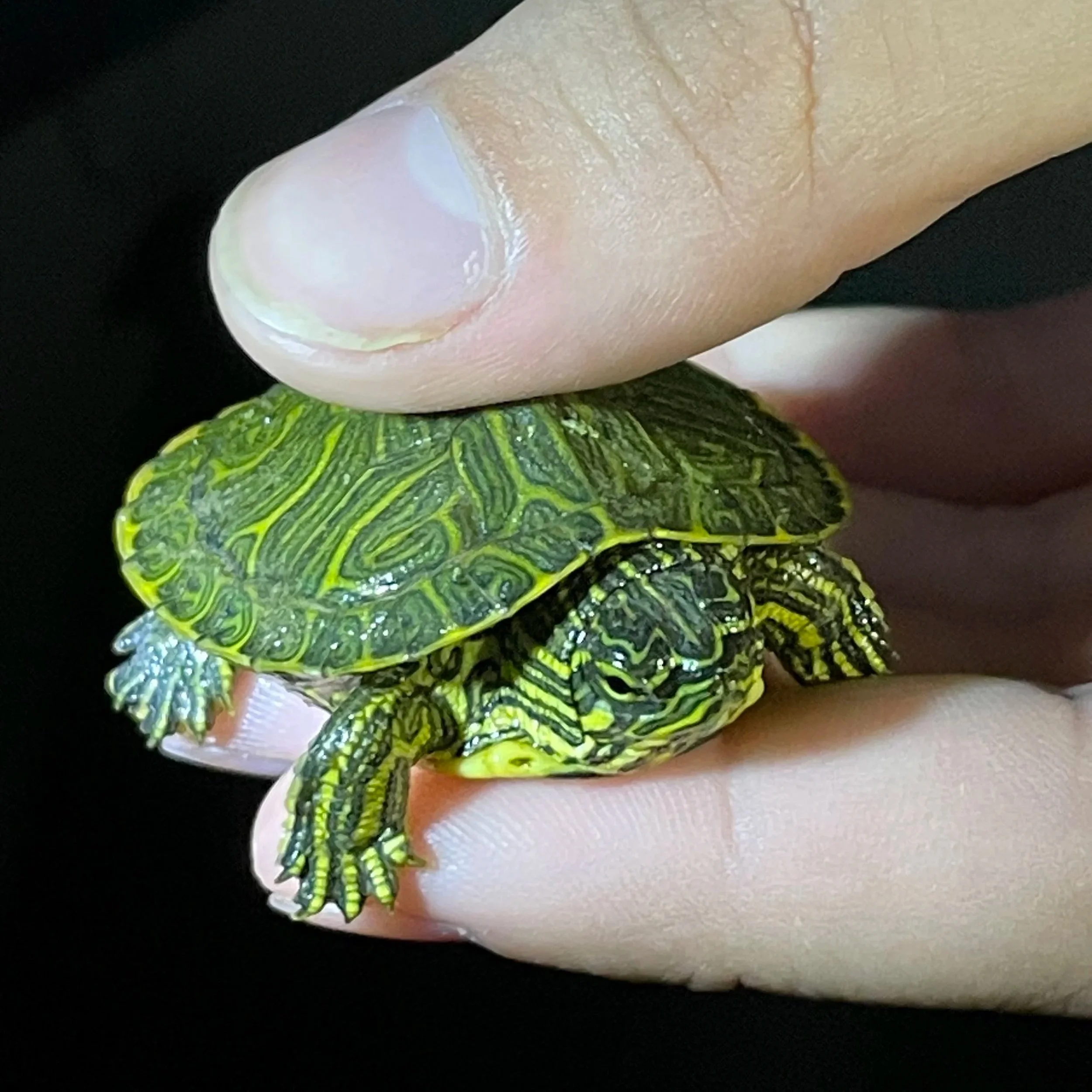 A small turtle with a yellow and black patterned shell and limbs being held gently by a person's fingers.