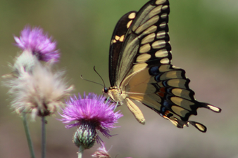 A butterfly with black and yellow wings on a purple flower.