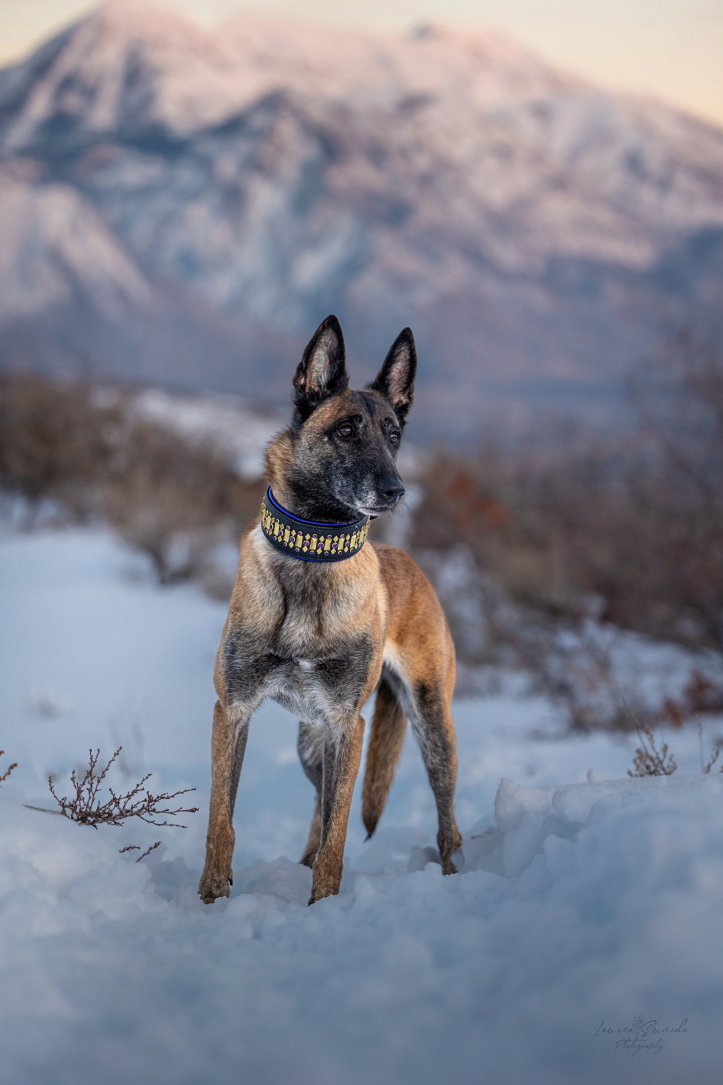 Addis | Multi-Time National Breed #1  
A multi-time National Breed #1, Addis is a foundational pillar of the Wasatch K9 Blueprint. Her career is defined by unwavering intensity, consistency, and excellence at the highest level of competition. Addis s