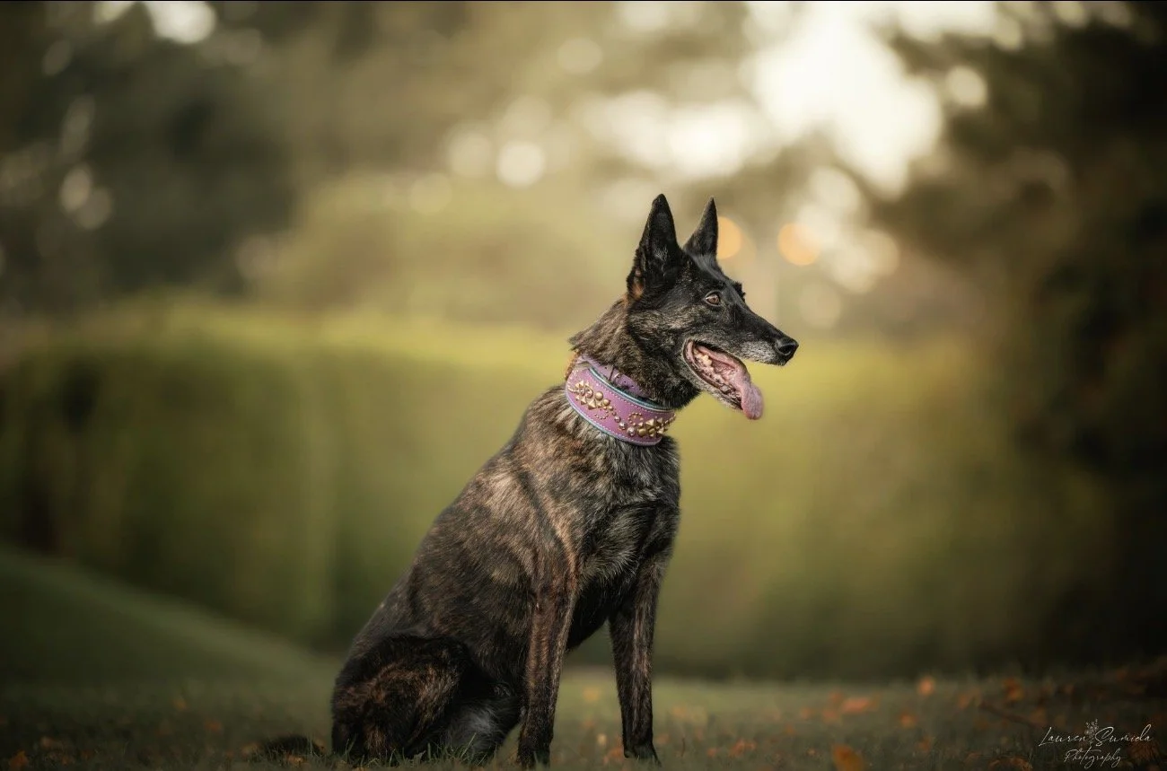 Portrait of Riley, a senior Wasatch K9 legacy dog, representing the resilience and long-term stability of the Summit program