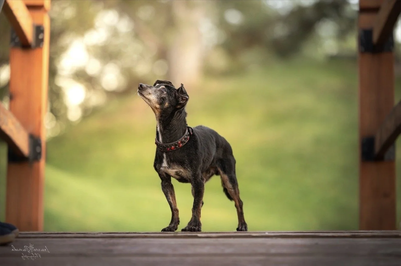 Portrait of Mojo at 17 years old, the 'North Star' of Wasatch K9, symbolizing the longevity and lifelong health achieved through the Summit fitness program.