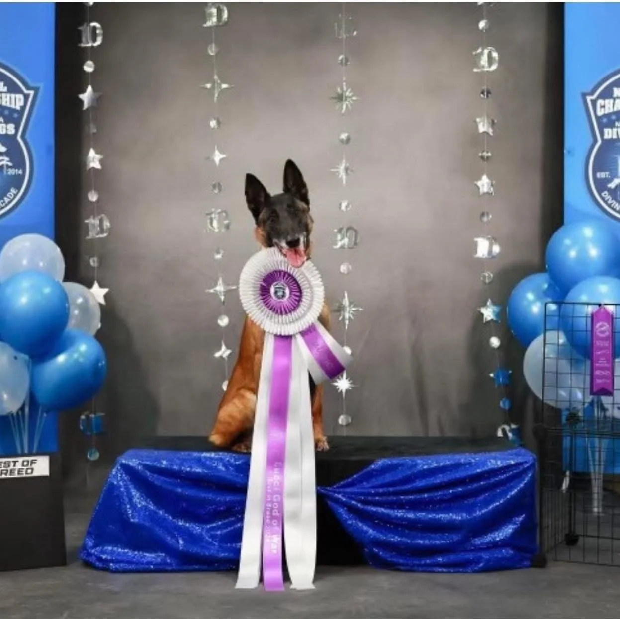 Calypso | 2024 National Breed #1  
A testament to the power of structure and clarity, Calypso’s journey culminated in her 2024 National Breed #1 title. Once misunderstood, her development through the Wasatch system unlocked exceptional focus, drive, 